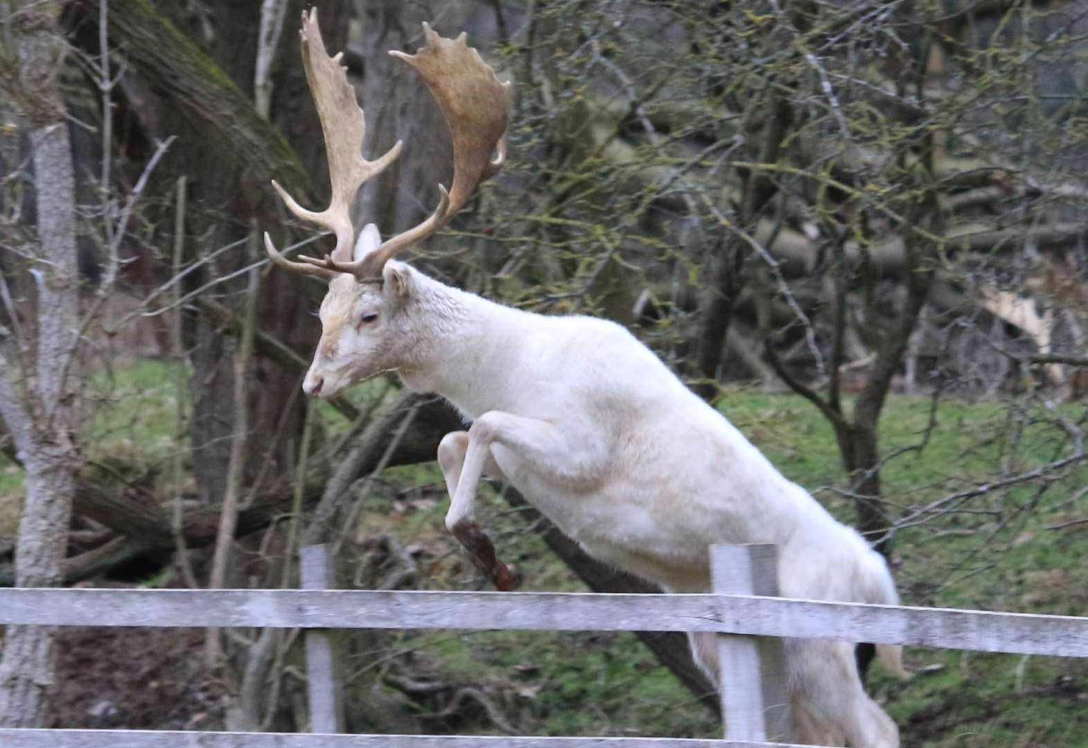 White stag 'killed by poachers' at Ranscombe Farm in Cuxton