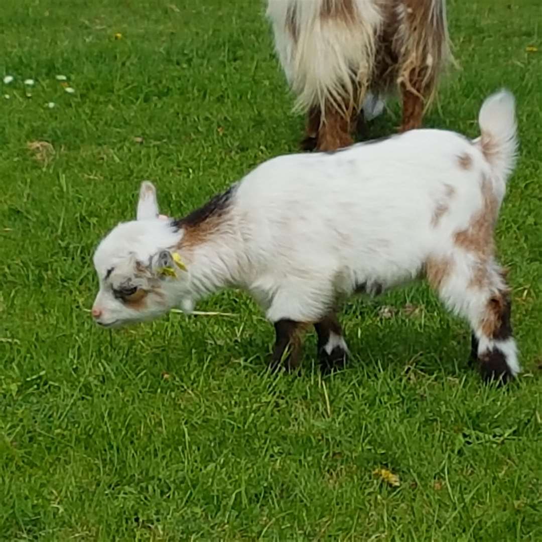 Stolen: Belinda Goat (1584686)