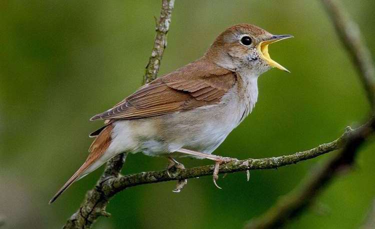 Nightingales nest nearby