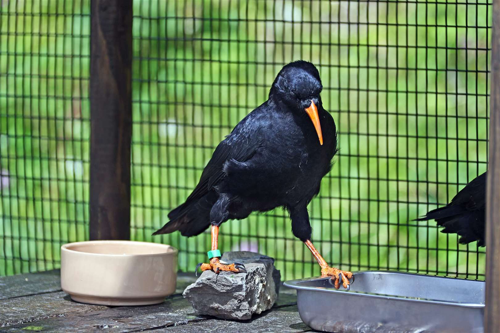 Legend has it that the chough even got its red bill and beak following the murder of Thomas Becket when a crow flew down and walked in his blood Picture: Kent Wildlife Trust/English Heritage/Wildwood Trust