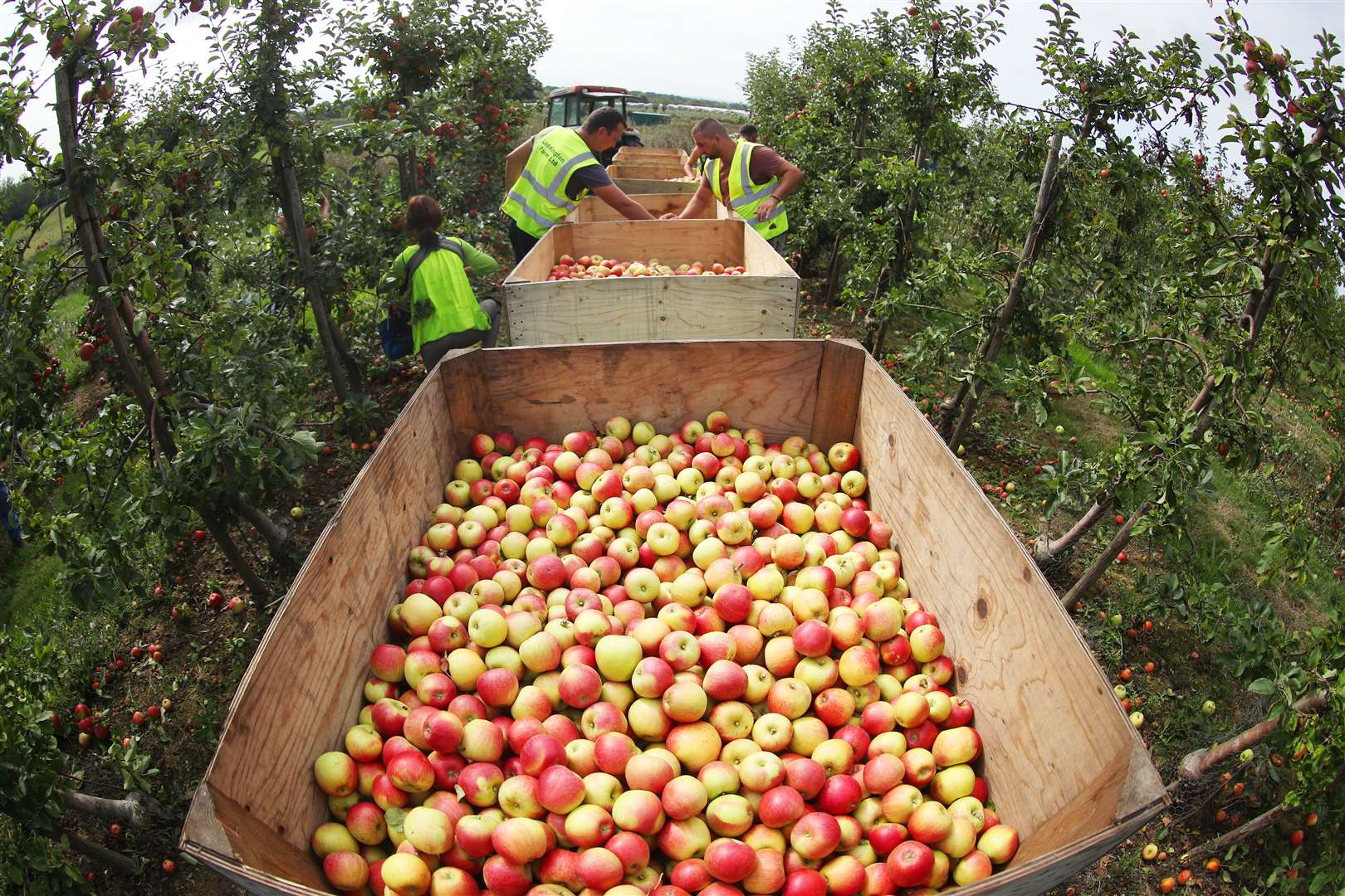 The heatwave generated a bumper crop of apples last year