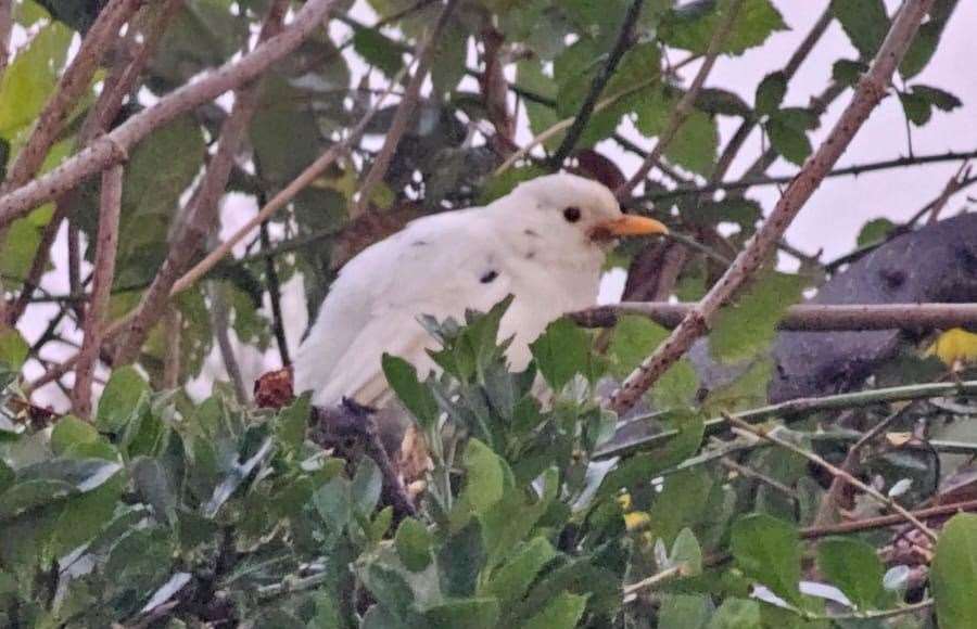 The white blackbird was spotted in Hythe. Picture: Lizzie Webster