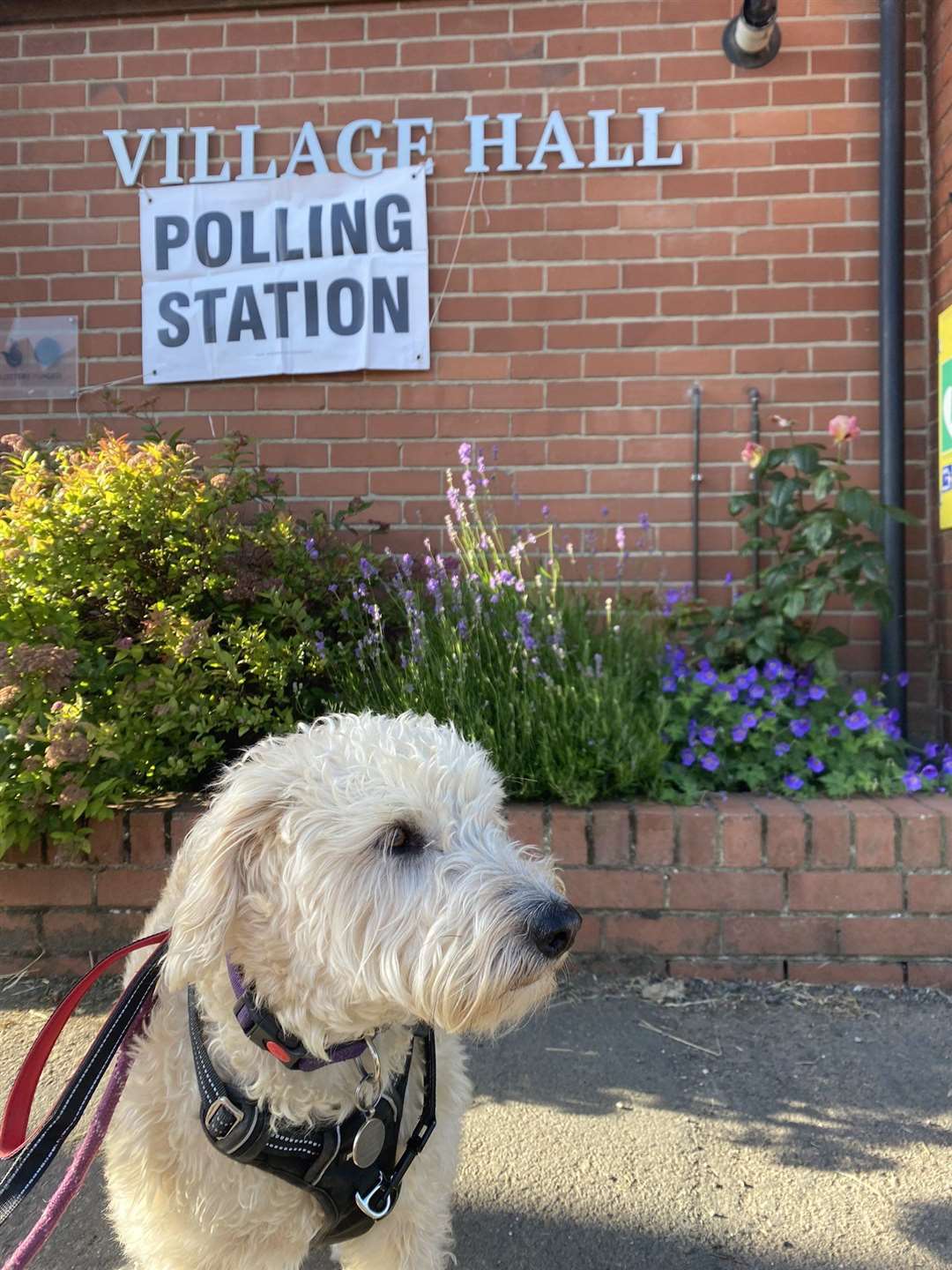 Mabel, a mixed breed rescue dog from Romania, at Nether Broughton polling station (Annette Wade-Clarke/PA)