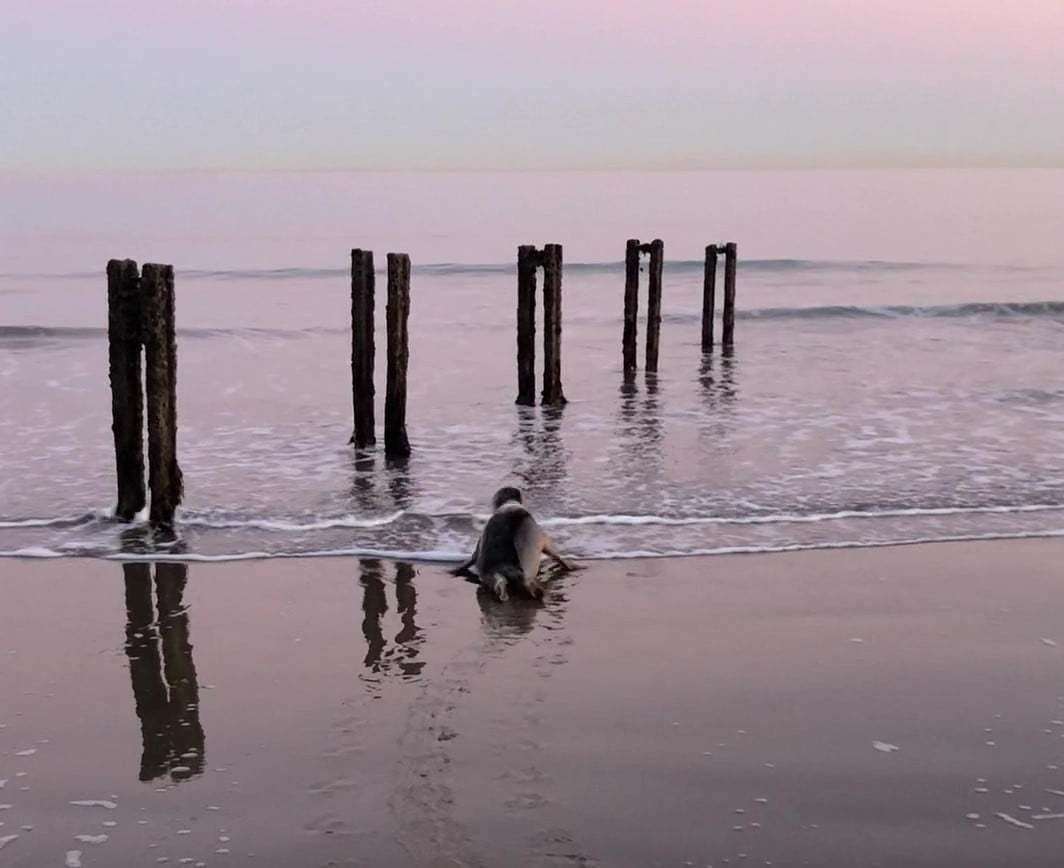 She then returned to the water. Picture: Folkestone Coastguard