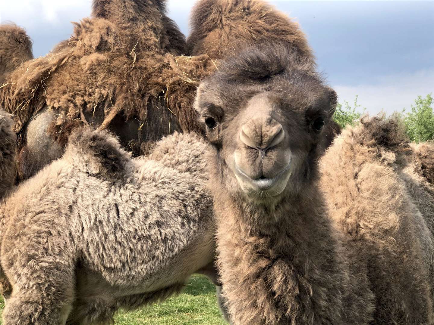 Merlin and his brother were born in April (Yorkshire Wildlife Park/PA)