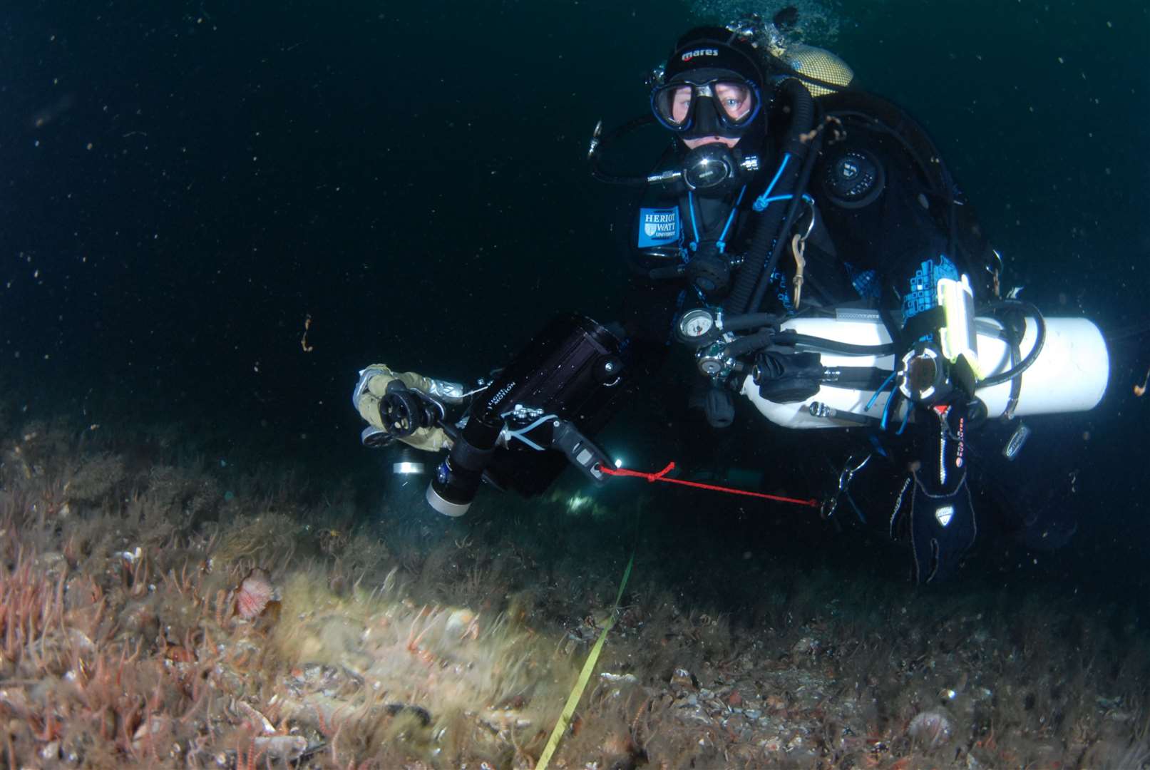 Horse mussels, some measuring about 20cm in length, can live for several decades and can be found around the British Isles (Heriot-Watt/PA)