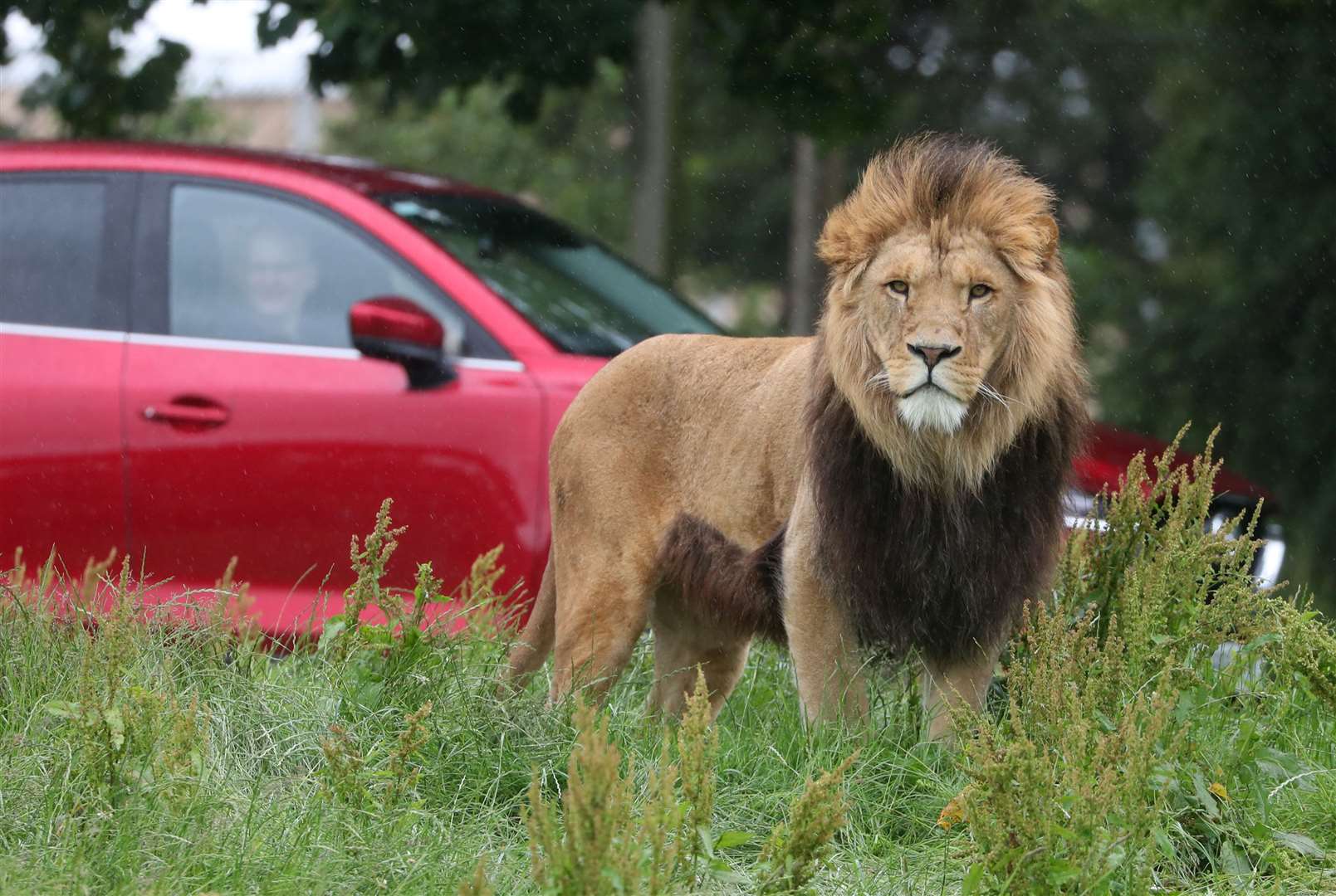 The lion reserve at Blair Drummond Safari Park (Andrew Milligan/PA)