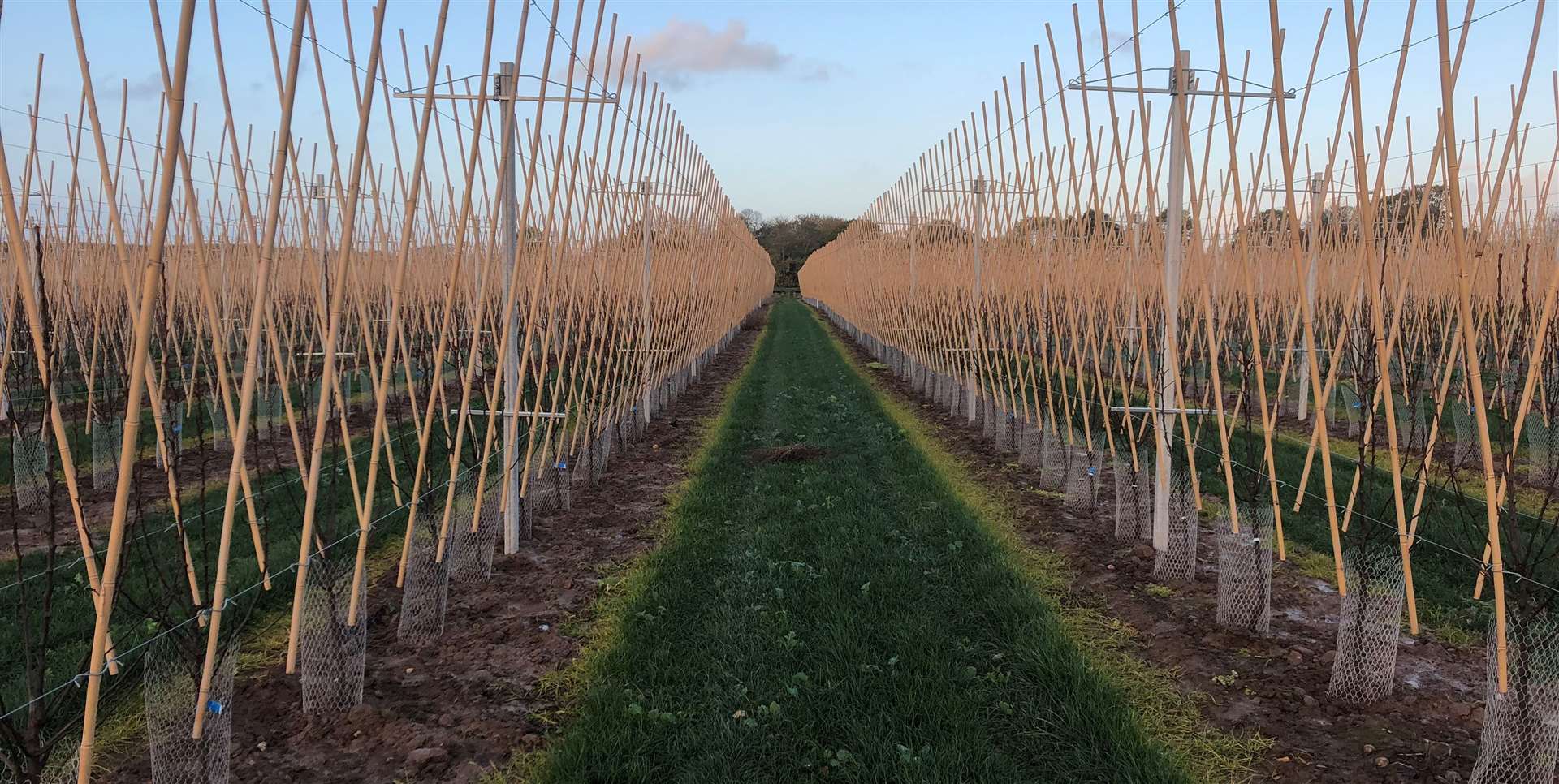 Newer fruit varieties are being grown to meet ever changing consumer demand and these are also more uniform in shape, size and colour.