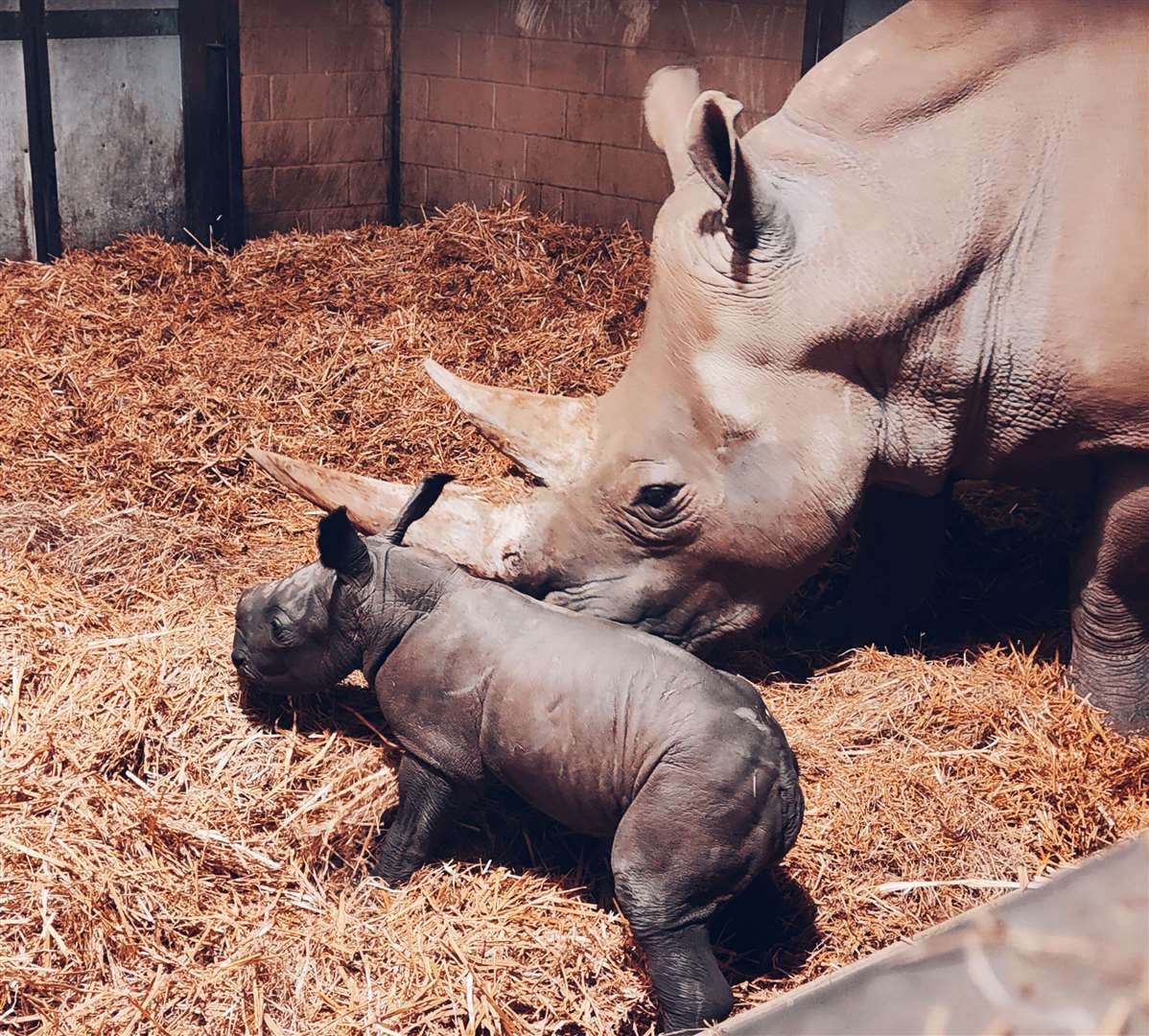 White rhinos can weigh up to 60kg at birth (Zoological Society of East Anglia/PA)