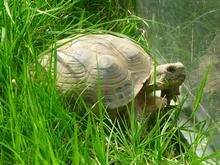 Tortoises stolen in Sevenoaks