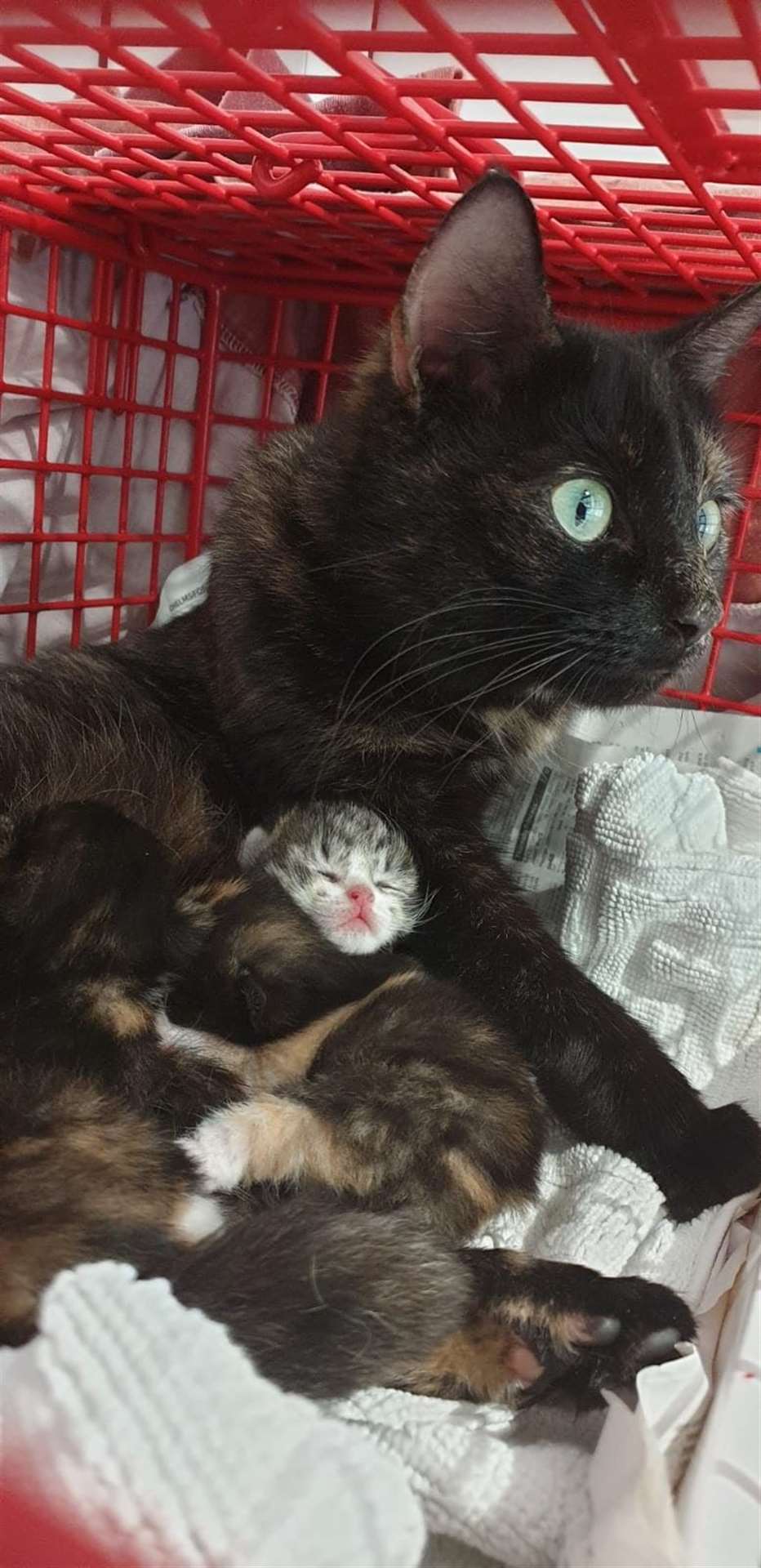 One cat was abandoned while pregnant and has now adopted another abandoned kitten, and taken it into her litter (RSPCA)