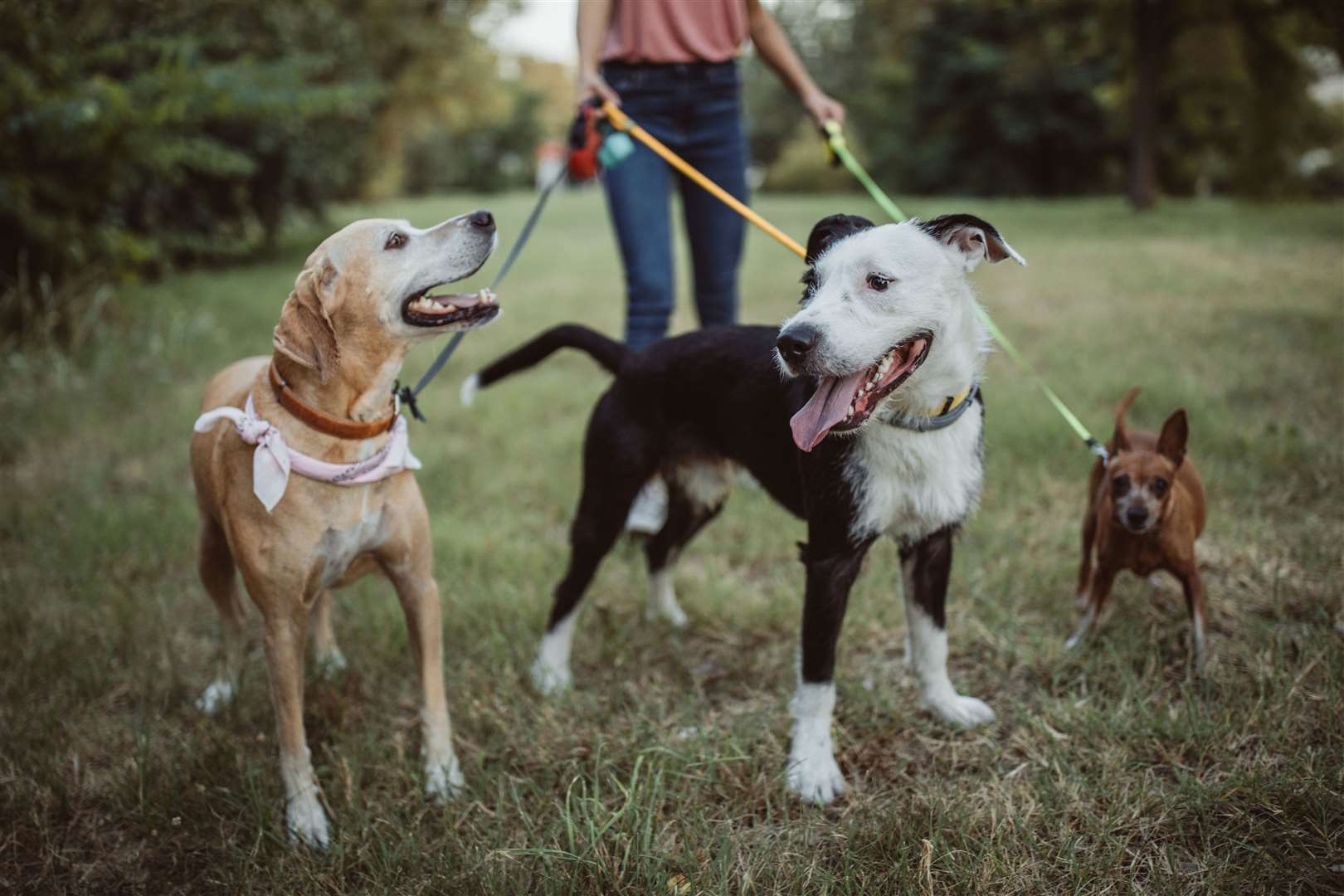 Two thirds of homes now own a pet. Image: iStock.