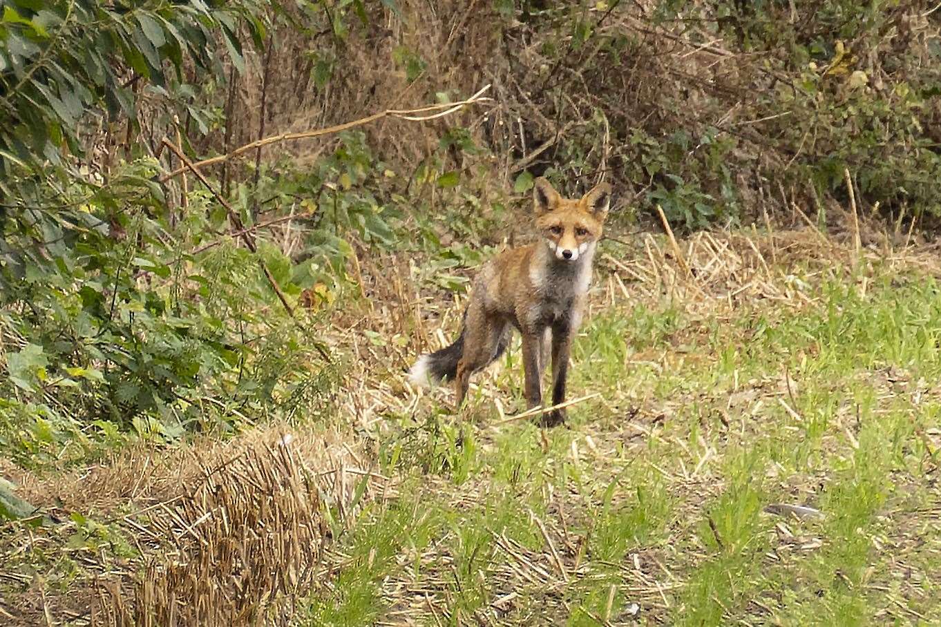 Foxes can be attracted to the discarded vapes