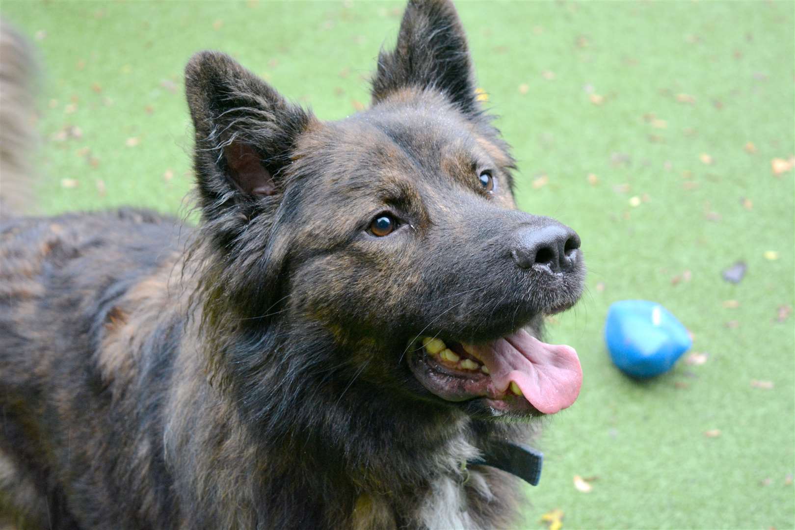 Larry has been likened to the mythical werewolf. Picture: Battersea (20487227)