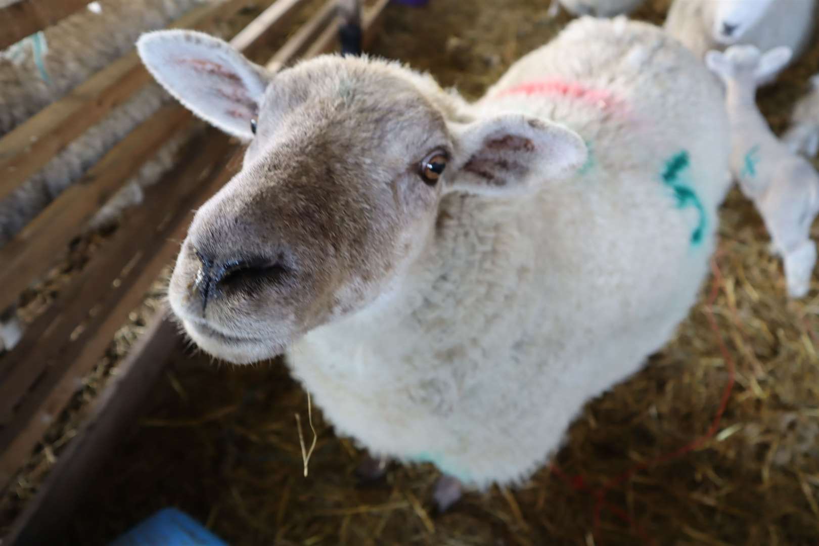 Pens will be needed to rest sheep travelling longer than eight hours