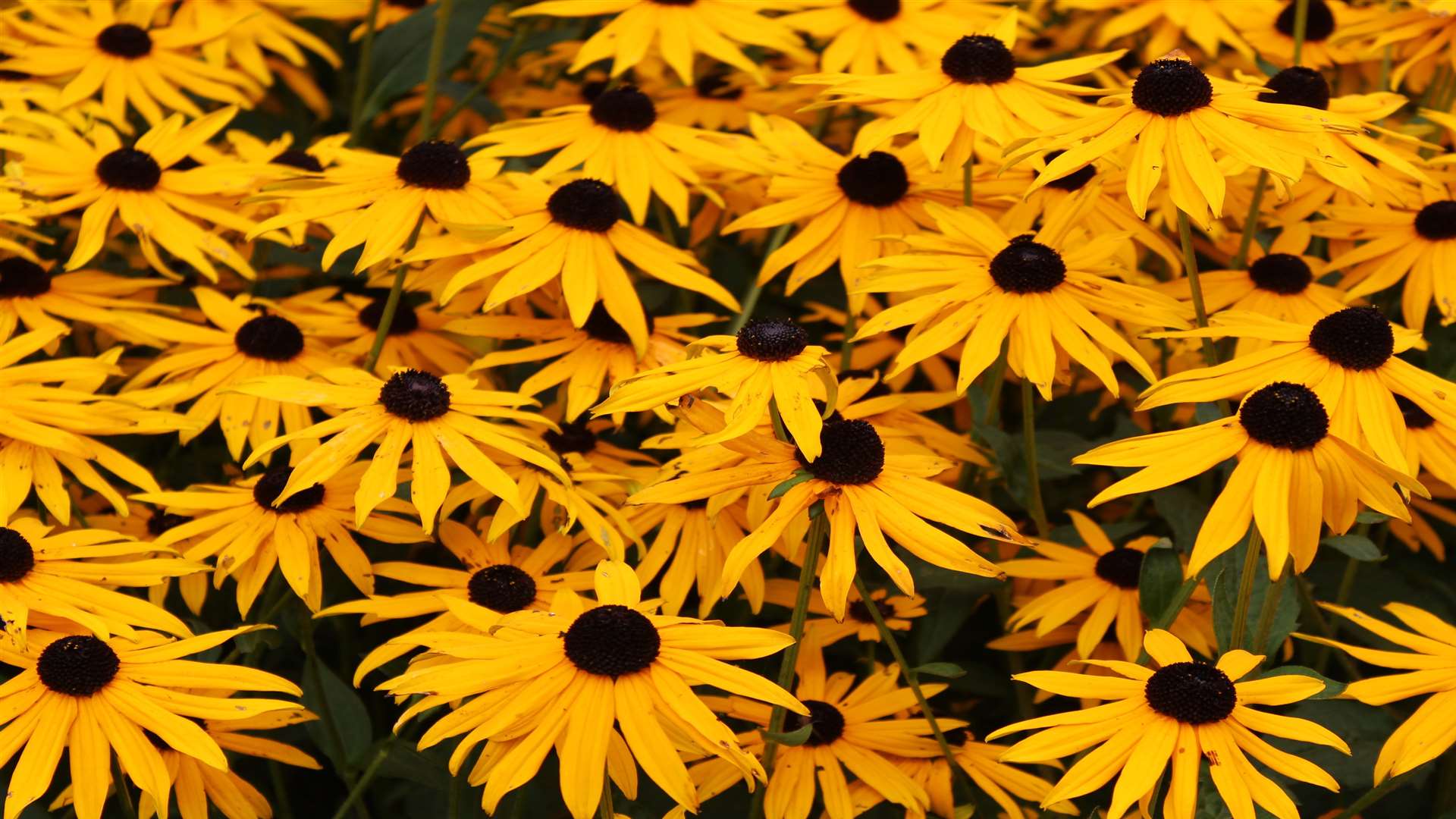 Black eyed Susan