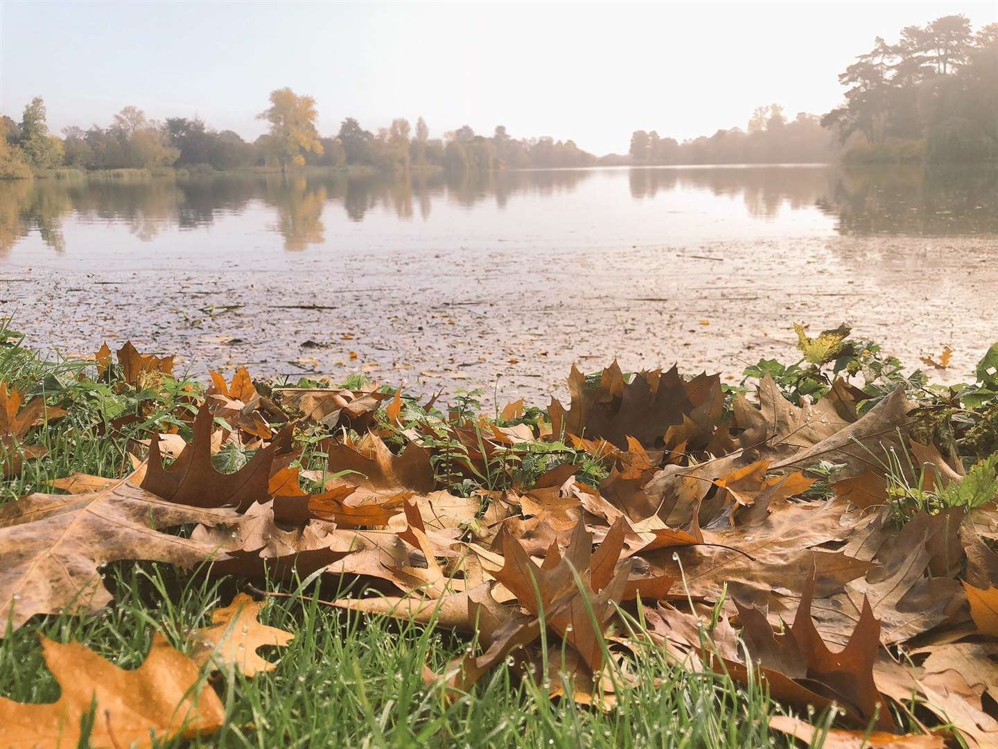 A big part of the work will be clearing the leaves