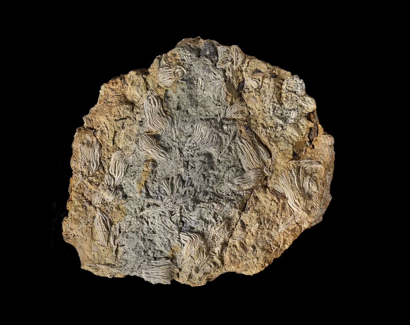 One of the fossils uncovered (Natural History Museum/PA)