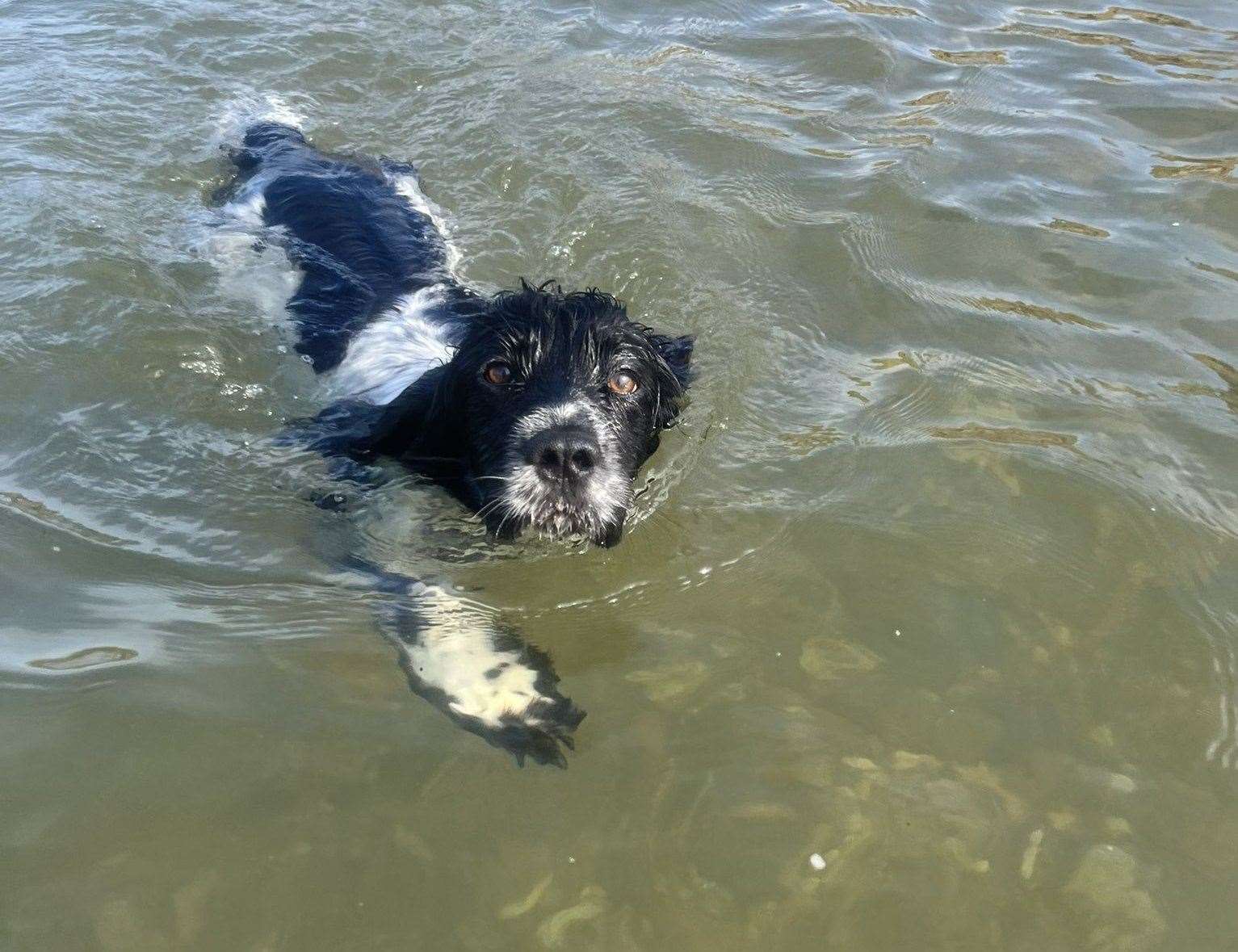 The couple's dog, Sully, also fell ill after the dip in the sea off Hampton, Herne Bay