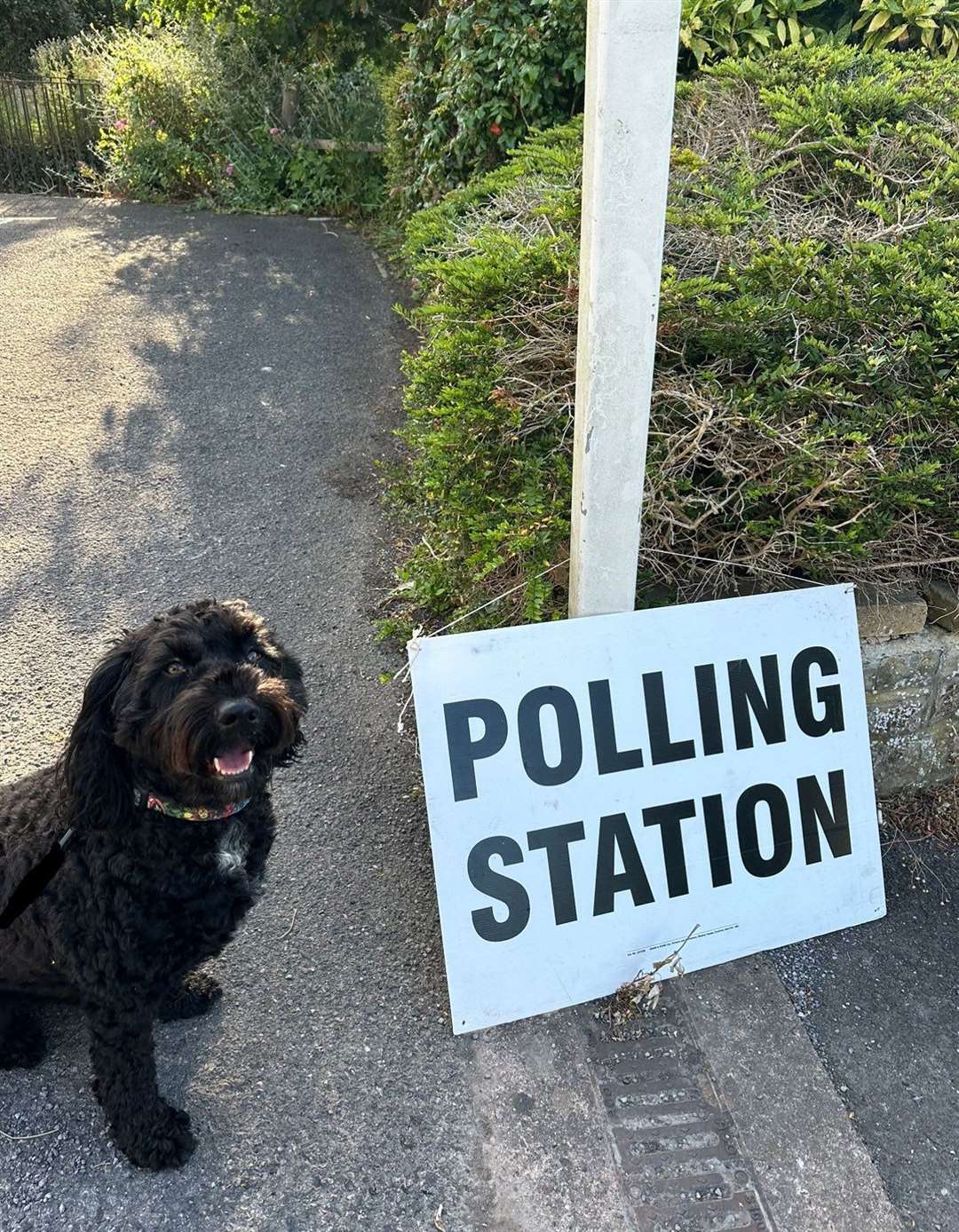 Sproodle Teddy outside a polling station in Taunton (@annie_rebeccaaa/X/PA)