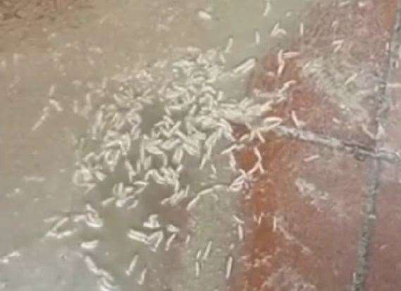 The 'sea of maggots' Darren Bryson had to clean up inside Chop Chop Chinese takeaway in Canterbury