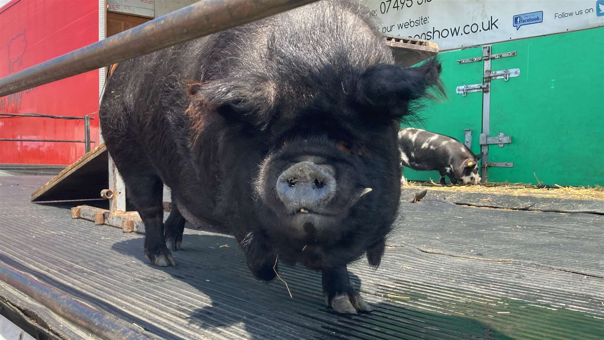 One of the stars of the show of the Hogg Show at the Kent County Show