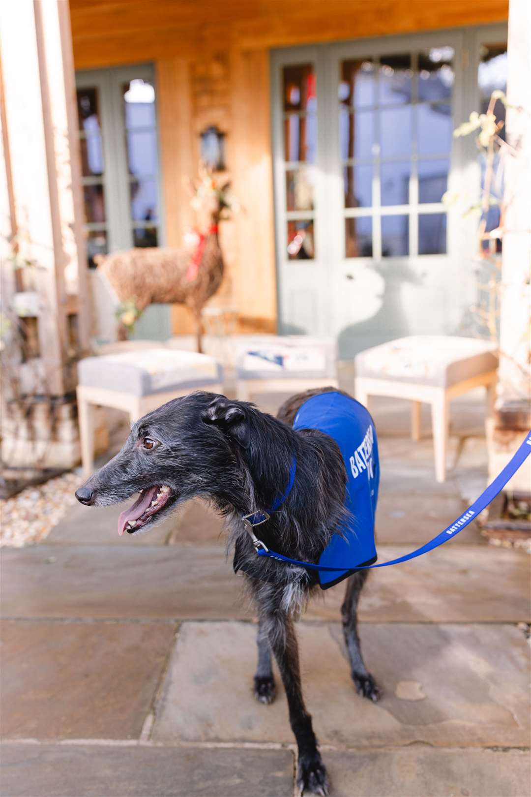 Shadow the three-legged deerhound lurcher (The King’s Foundation/PA)