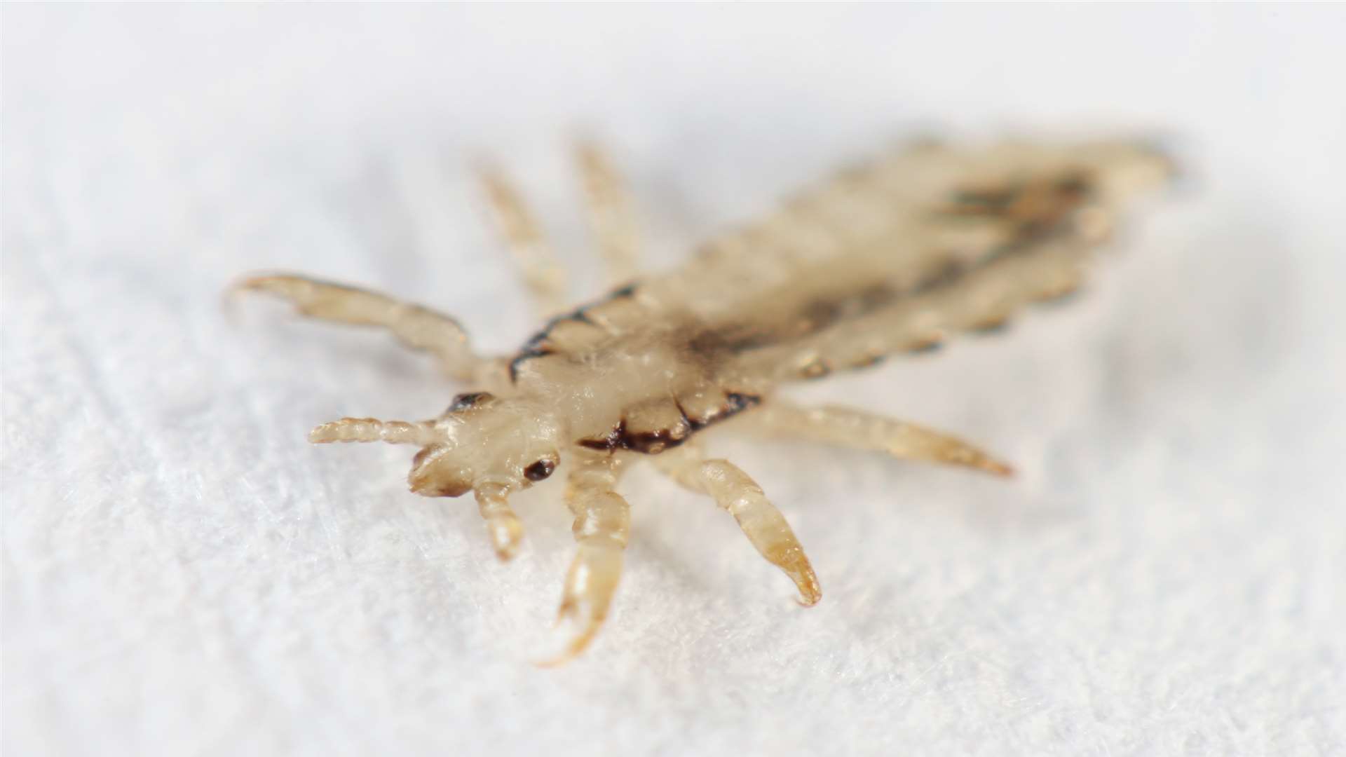 The child had scabs from untreated louse bites