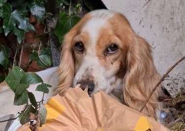 The dog was found by some garages in Scott Avenue, Rainham