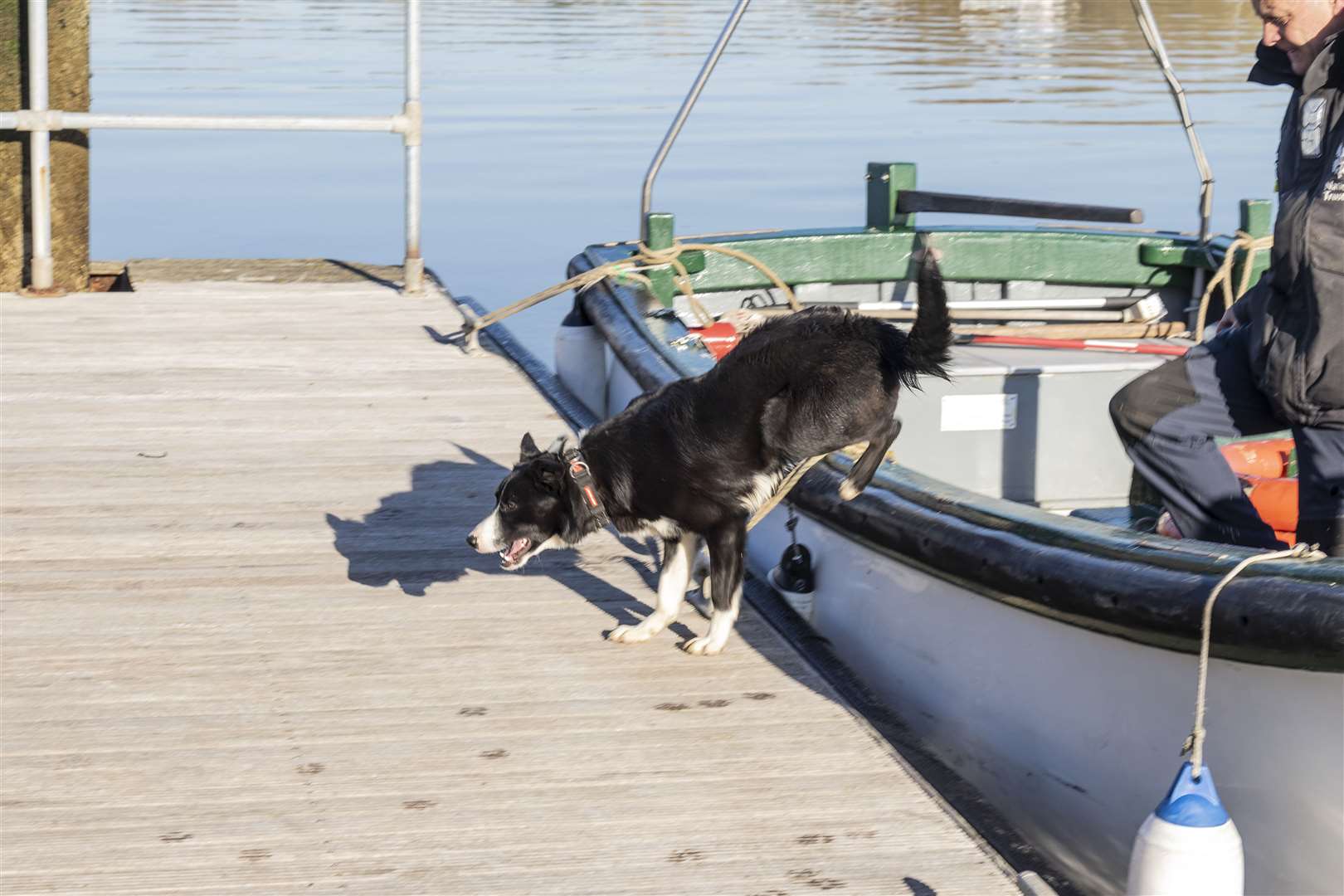 Sheepdog Sweep has found his sea legs, according to National Trust shepherd Andrew Capell (National Trust/Richard Scott/PA)