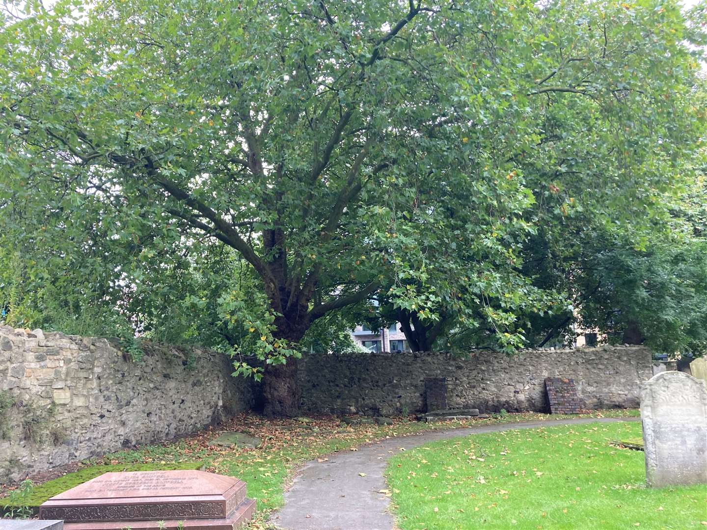 A tree in St Margaret’s churchyard in Barking where the bodies of Gabriel Kovari and Daniel Whitworth were found (Emily Pennink/PA)