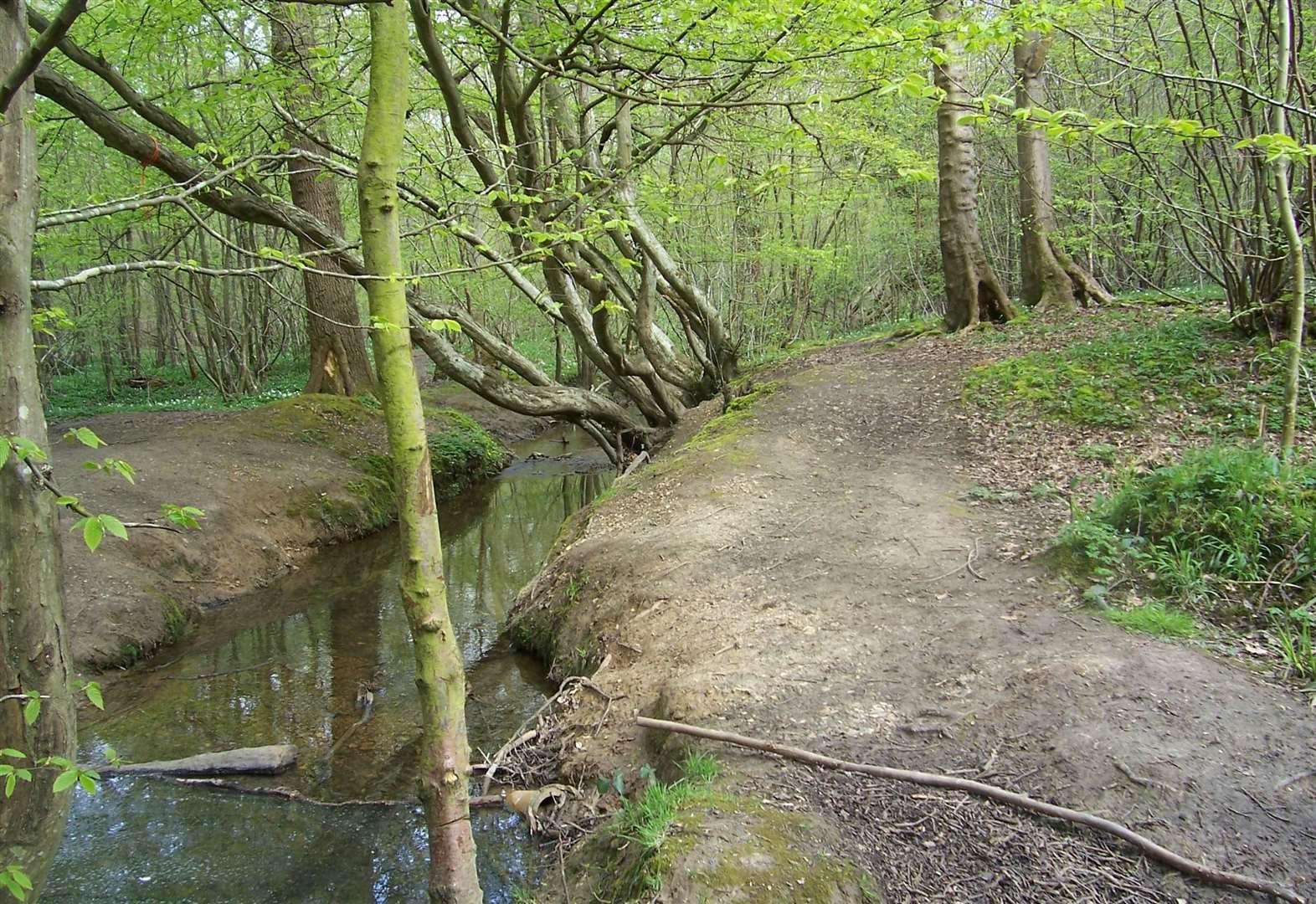 Dog thief bitten during attempted robbery in Blean Woods near Canterbury