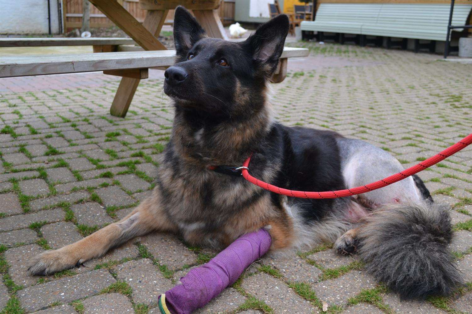 Missy the German shepherd fell 30 feet