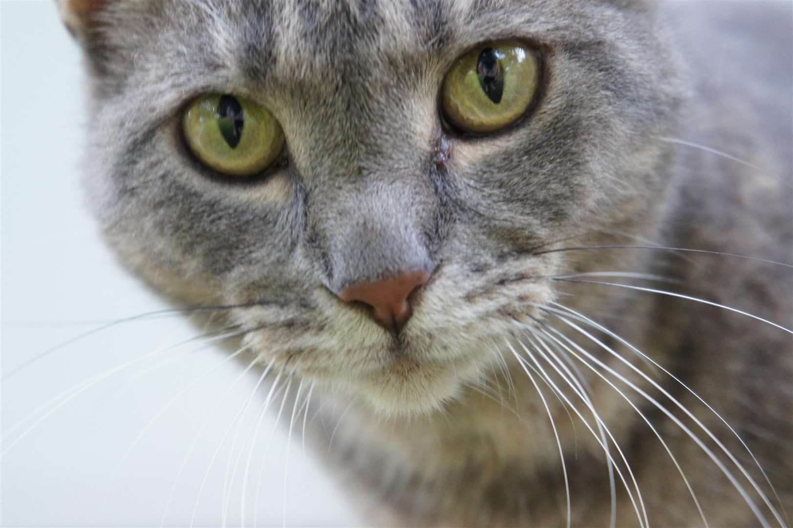 Stock image of grey tabby cat. Credit: Wikimedia SportsandHistoryReader521 (4293560)