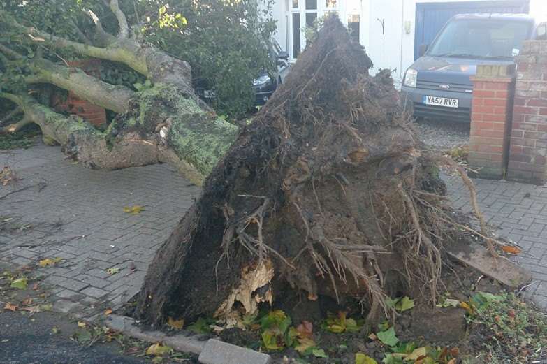 Sam Gurney spotted this fallen tree in Station Road, Herne Bay