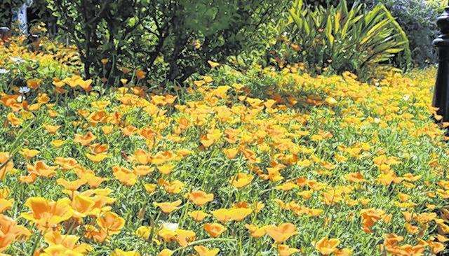 Eschscholzia or Californian poppy