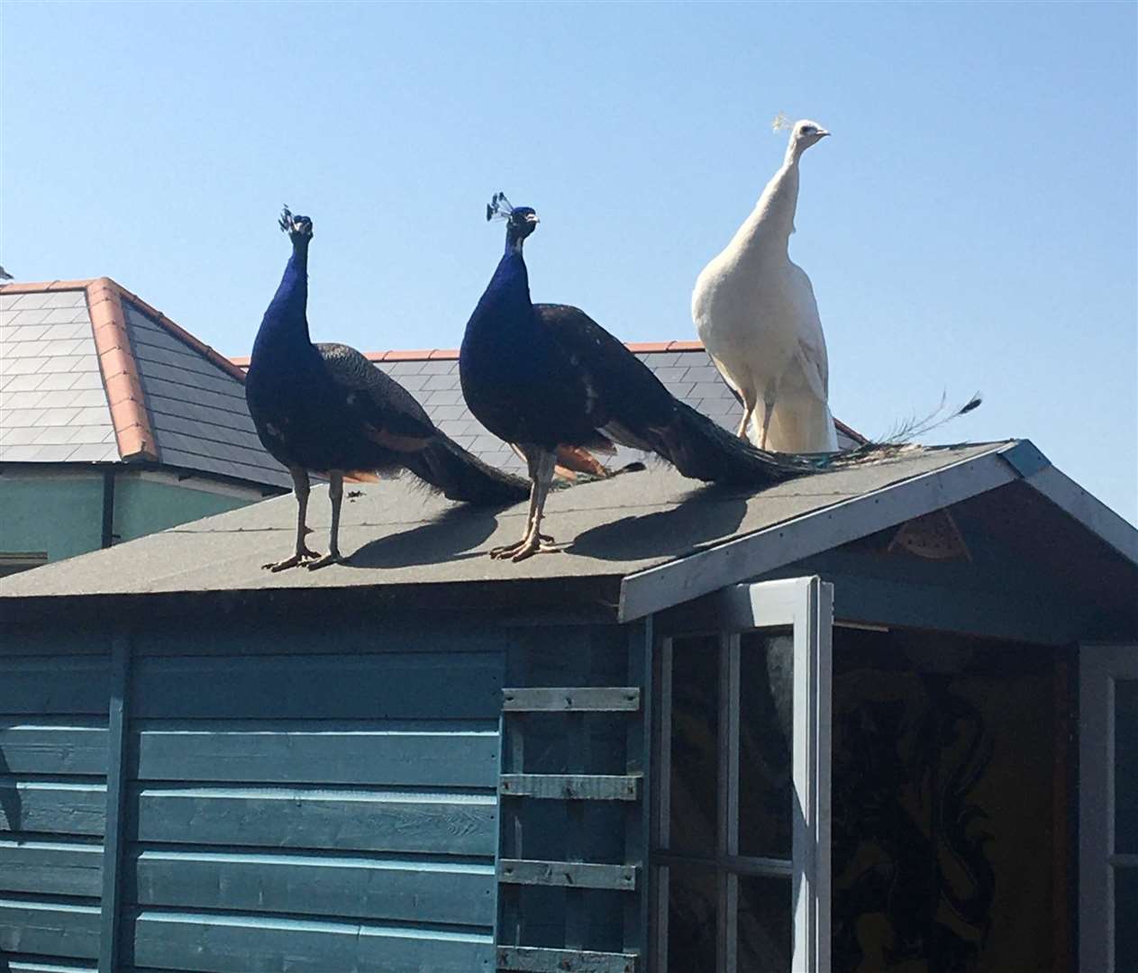 Jo Smith set up the Facebook page after the peacocks visited her garden in Bridgeside Picture: Jo Smith