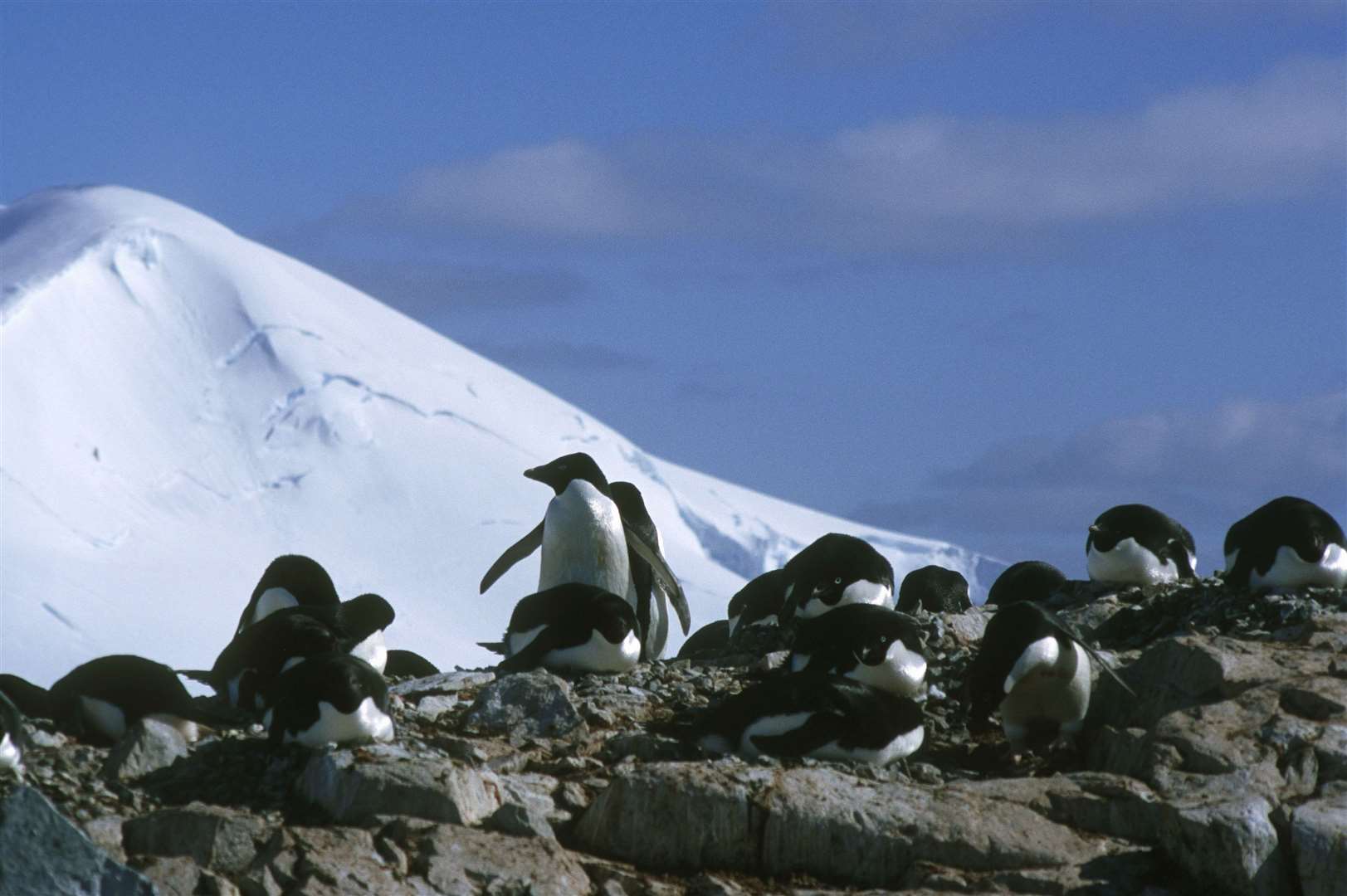 Adelie penguins are the most common species of penguin in Antarctica (Sylvia Rubli/WWF/PA)