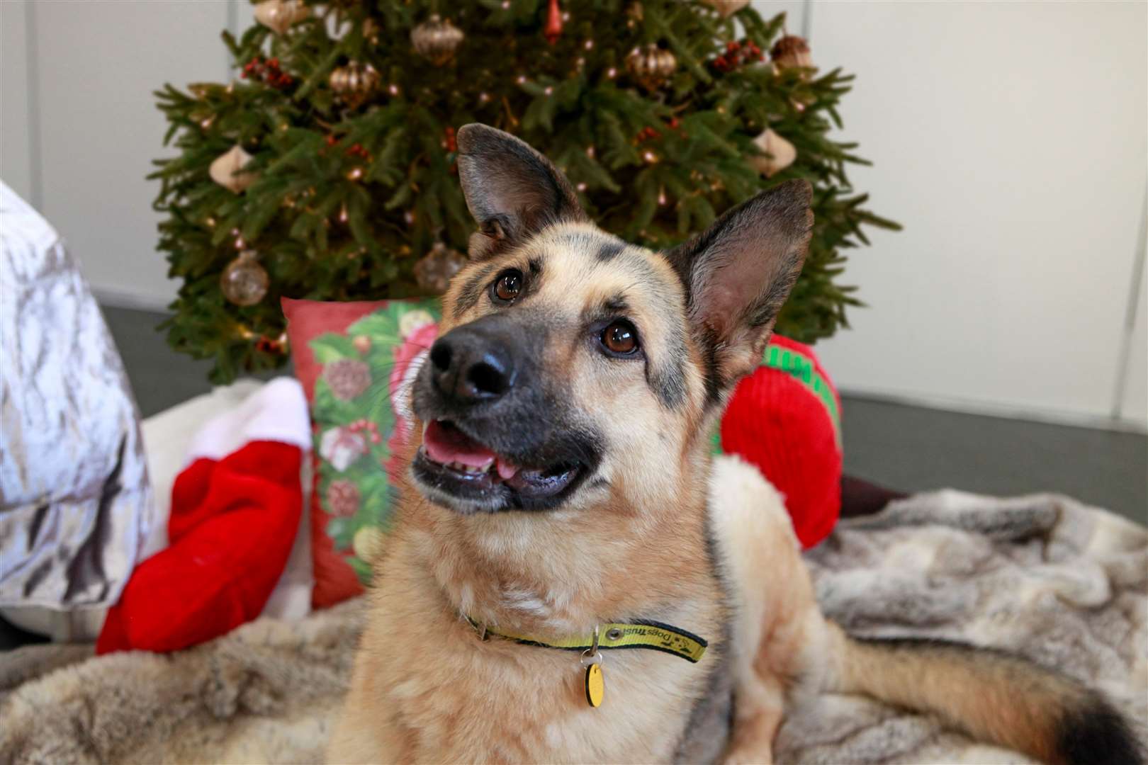 Dogs Trust's Kelly the German Shepherd. Picture: Dogs Trust