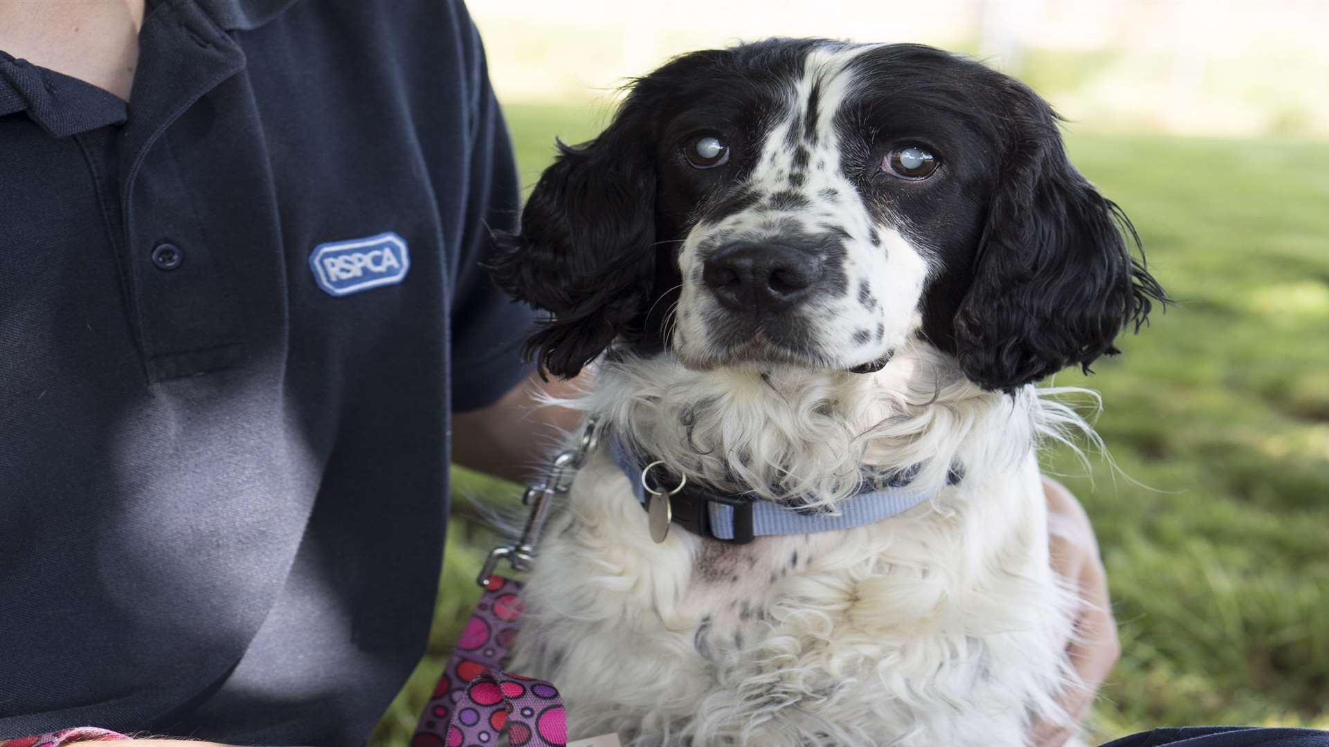 Delphine feeling happier at the Leybourne Animal Centre