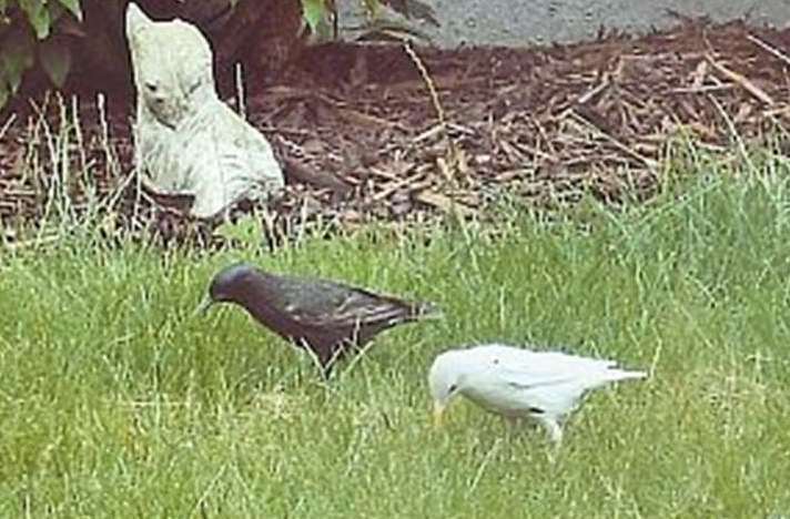 Albino starlings are a rare sighting. Picture: Stock image