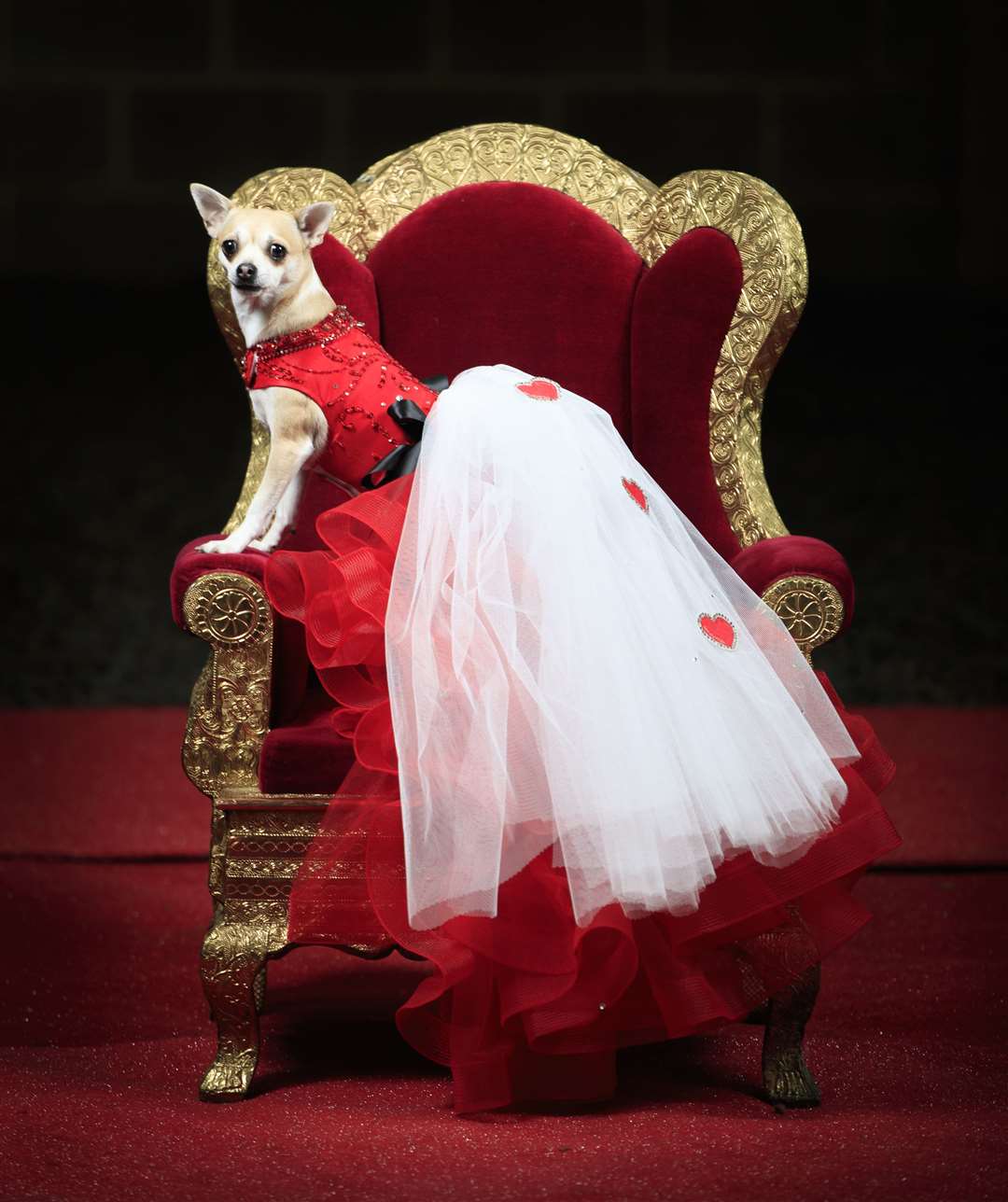 Willow the Chihuahua as the Queen of Hearts (Danny Lawson/PA)