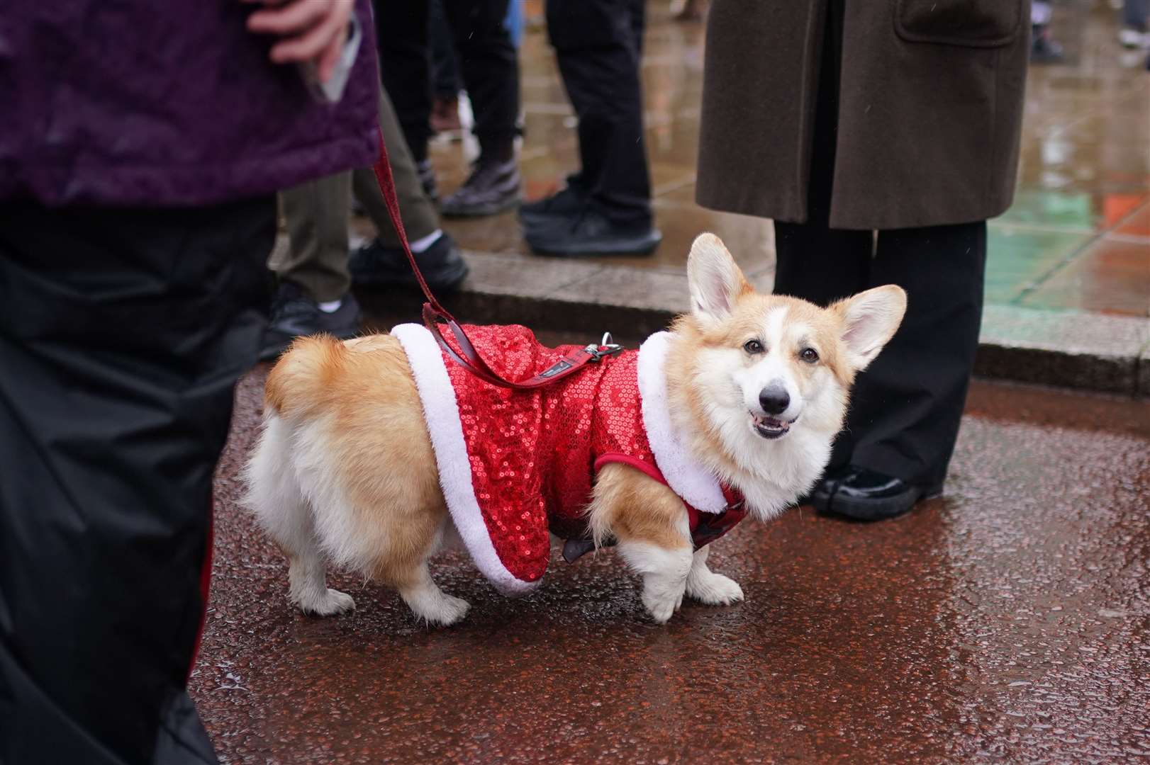 Starting at Buckingham Palace, a pack of festive Corgis and their owners took part in the annual Corgi Christmas parade through London. The pups and their owners didn’t let the rain dampen spirits as they donned Christmas jumpers and festive-themed costumes to trek through Hyde Park to the Albert memorial (Yui Mok/PA)