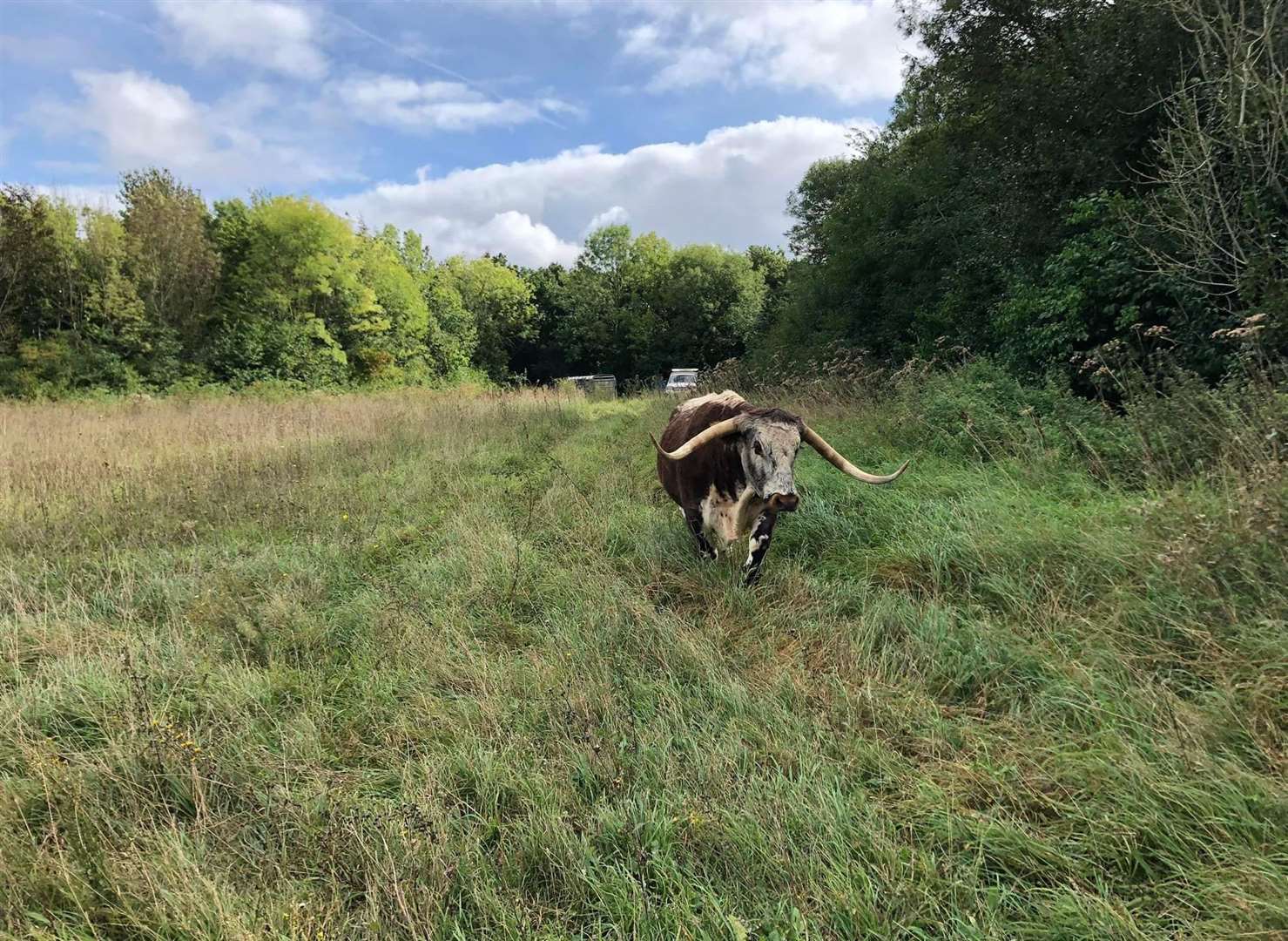 Cattle are returning to Capstone Farm Country Park in Gillingham