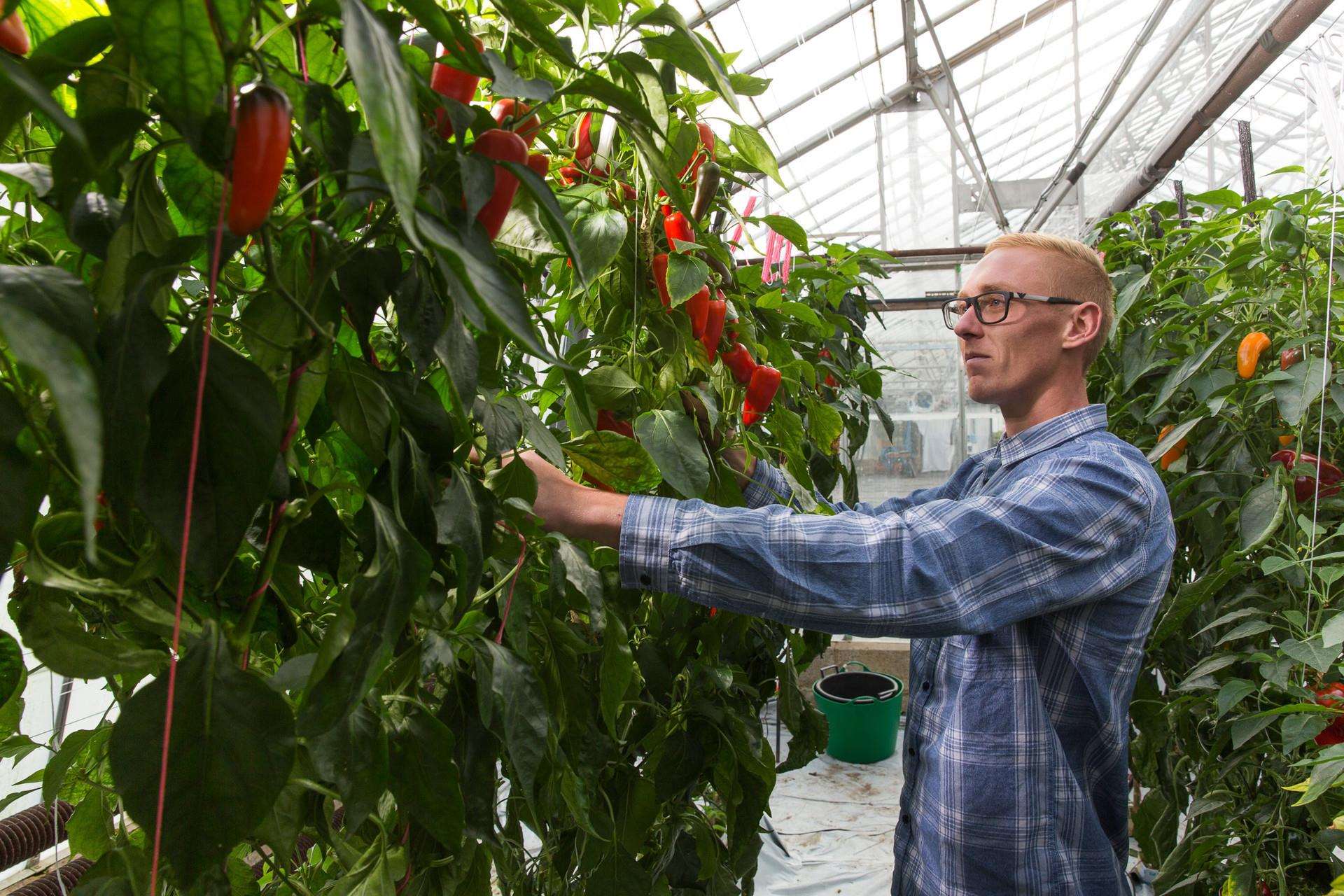 By using certain packaging techniques, fruit and veg's biodegradation can be delayed