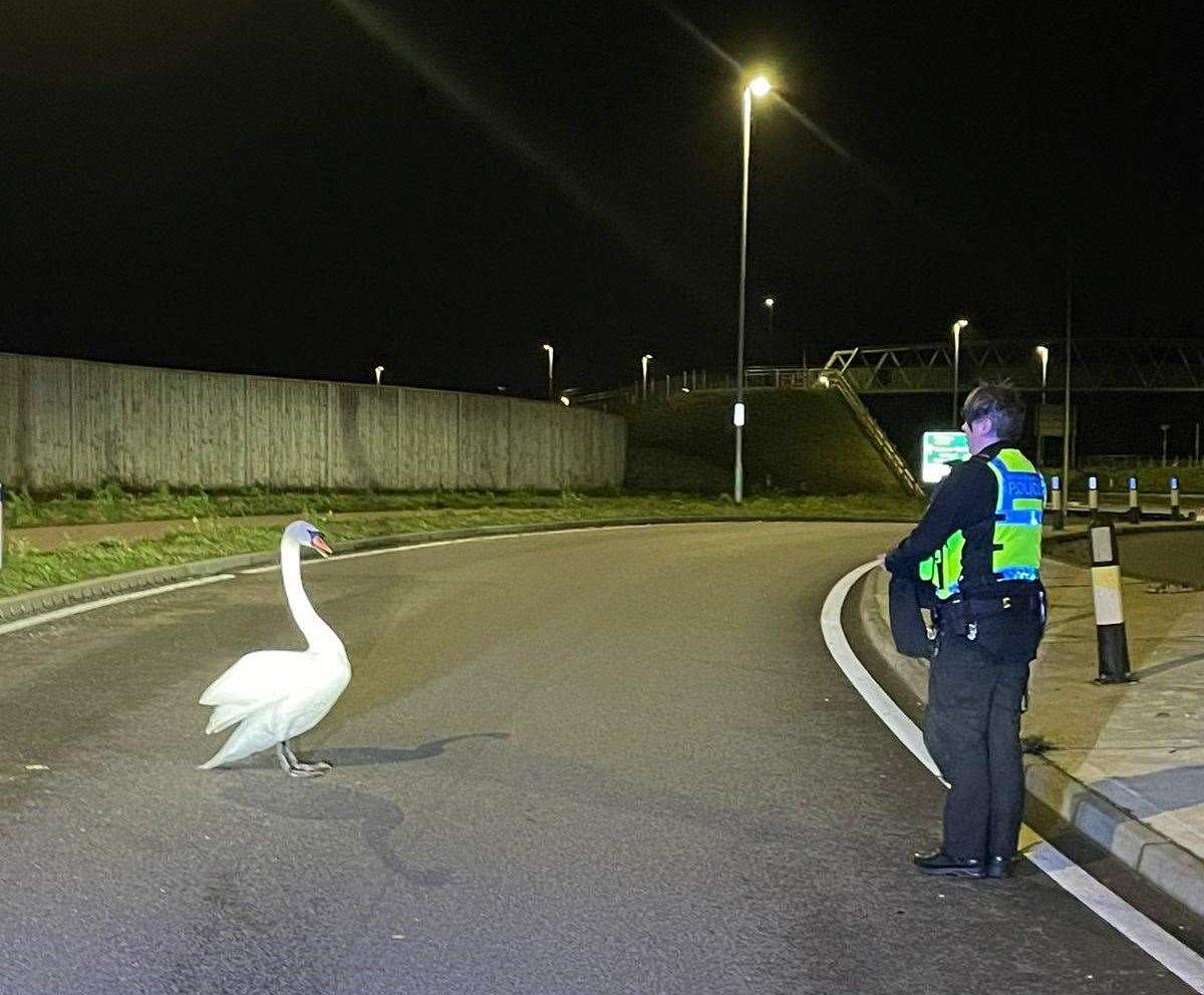 The Swan was found along the A2070 in Ashford. Picture: BTP Kent