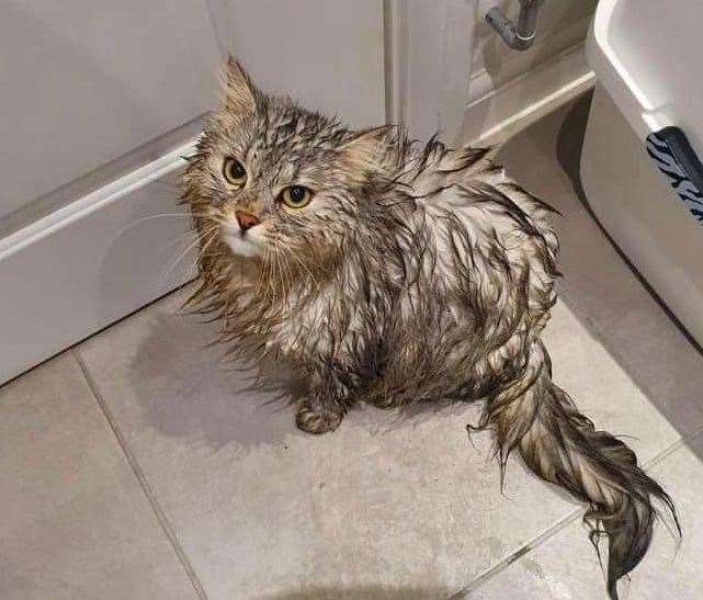 Claire Ellis says her moggie Tinkerbell is known locally as Swampkittie as she is always in the riverbed. She is pictured here before a bath