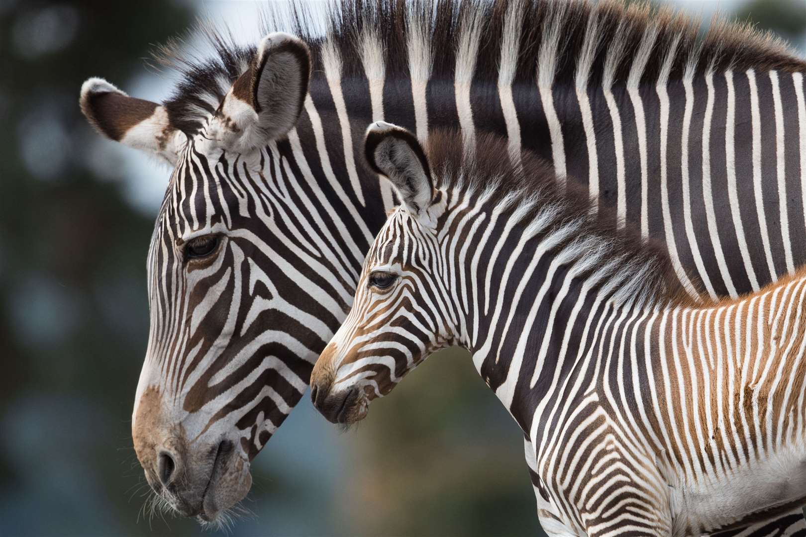 A baby Grevy’s zebra makes its public debut with its mother Akuna at the West Midlands Safari Park in Bewdley (Aaron Chown/PA)