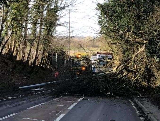 The fallen tree on the A2. Picture: Michelle Hextall