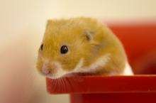 Hamster